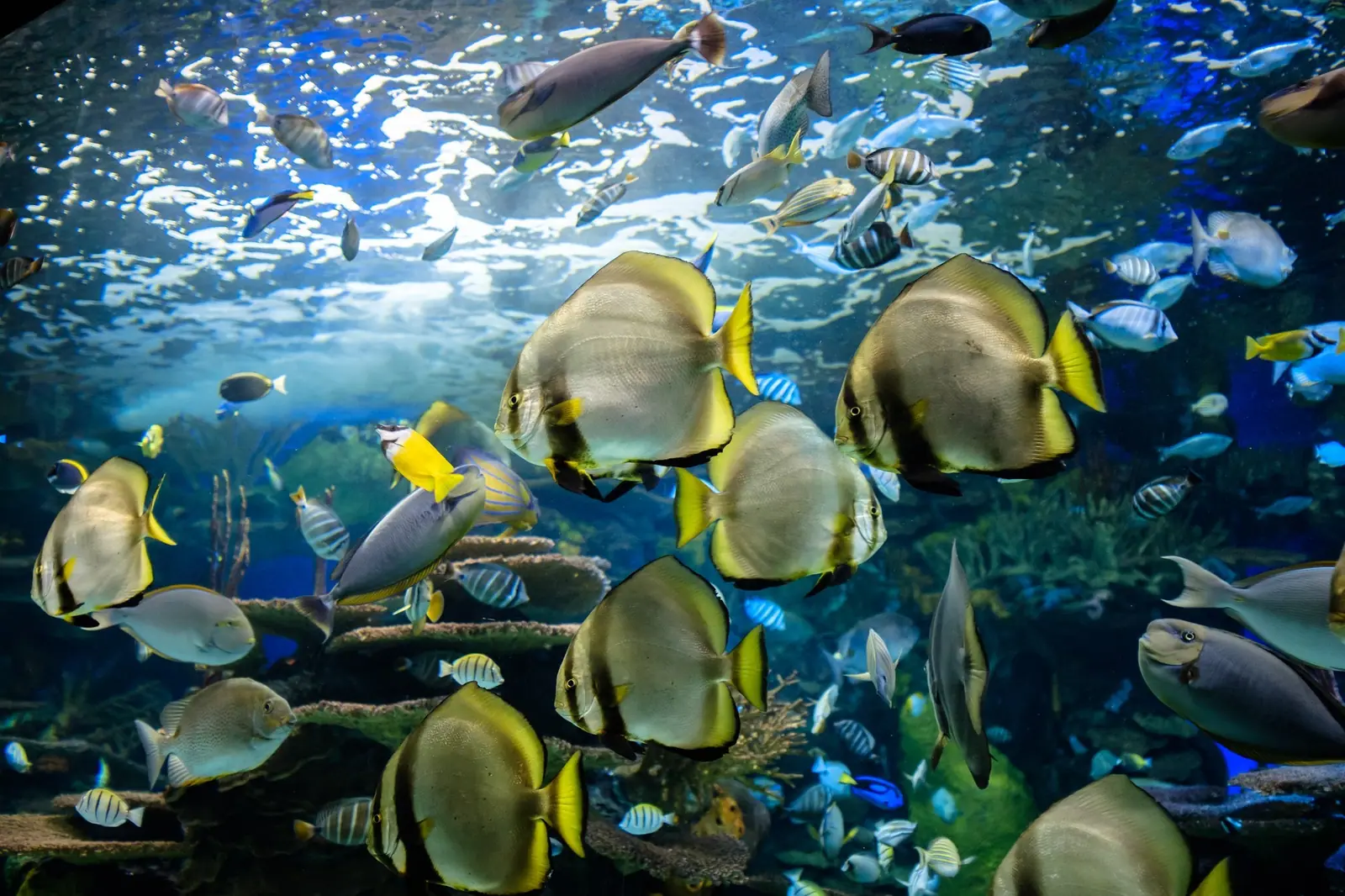 Toronto Aquarium