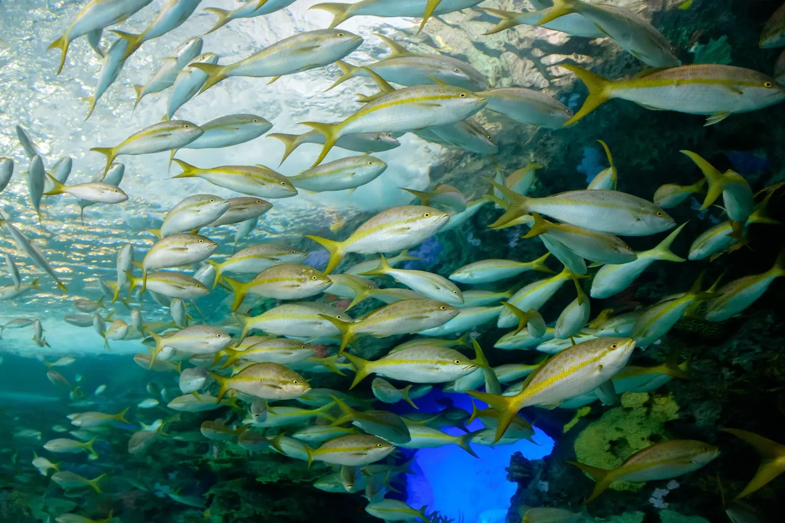 Toronto Aquarium