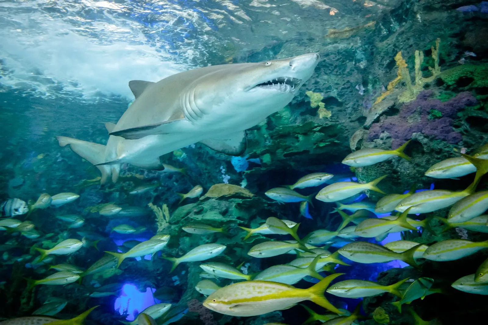 Toronto Aquarium