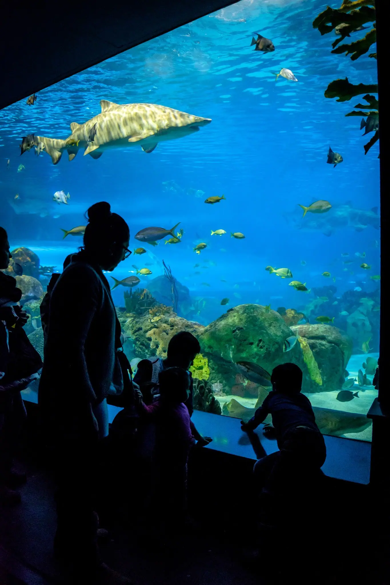 Toronto Aquarium