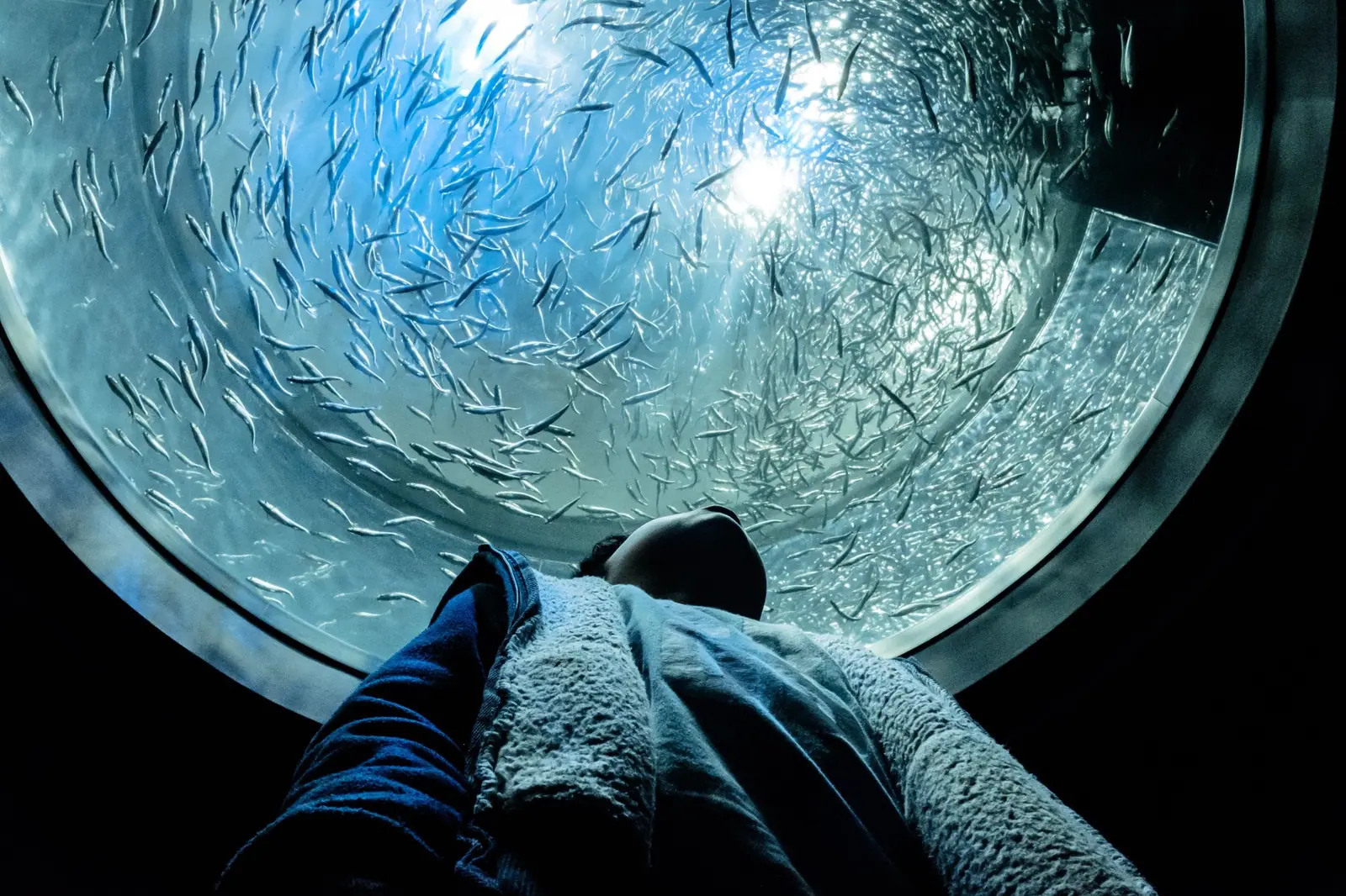 Toronto Aquarium