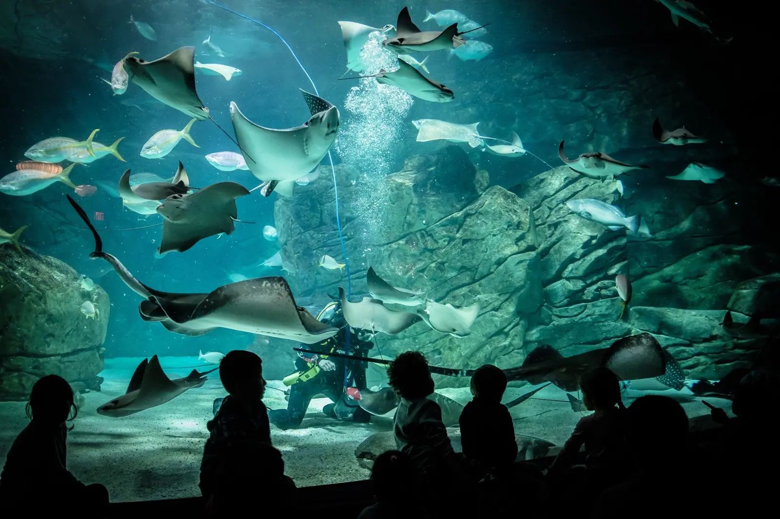 Toronto Aquarium