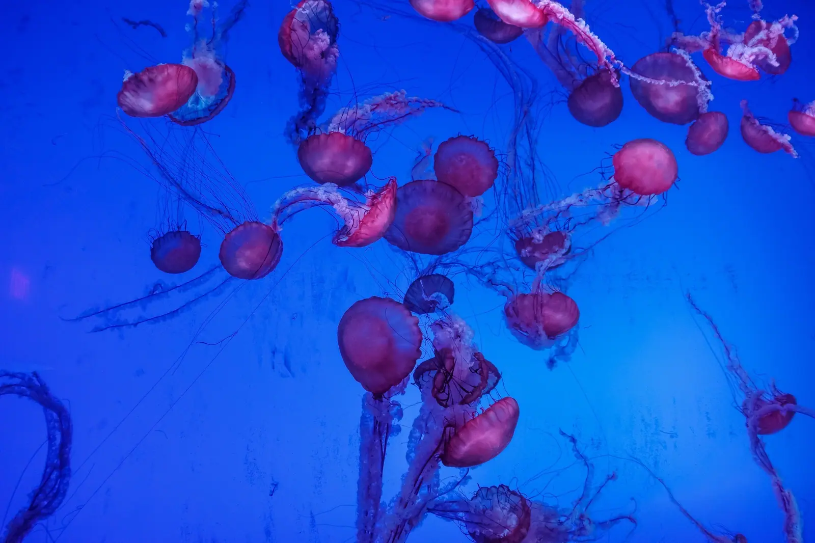 Toronto Aquarium
