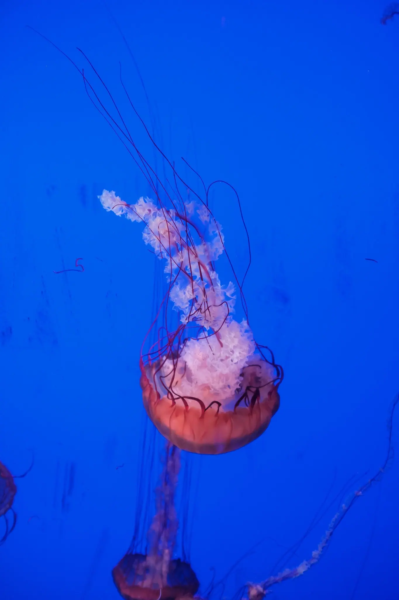 Toronto Aquarium