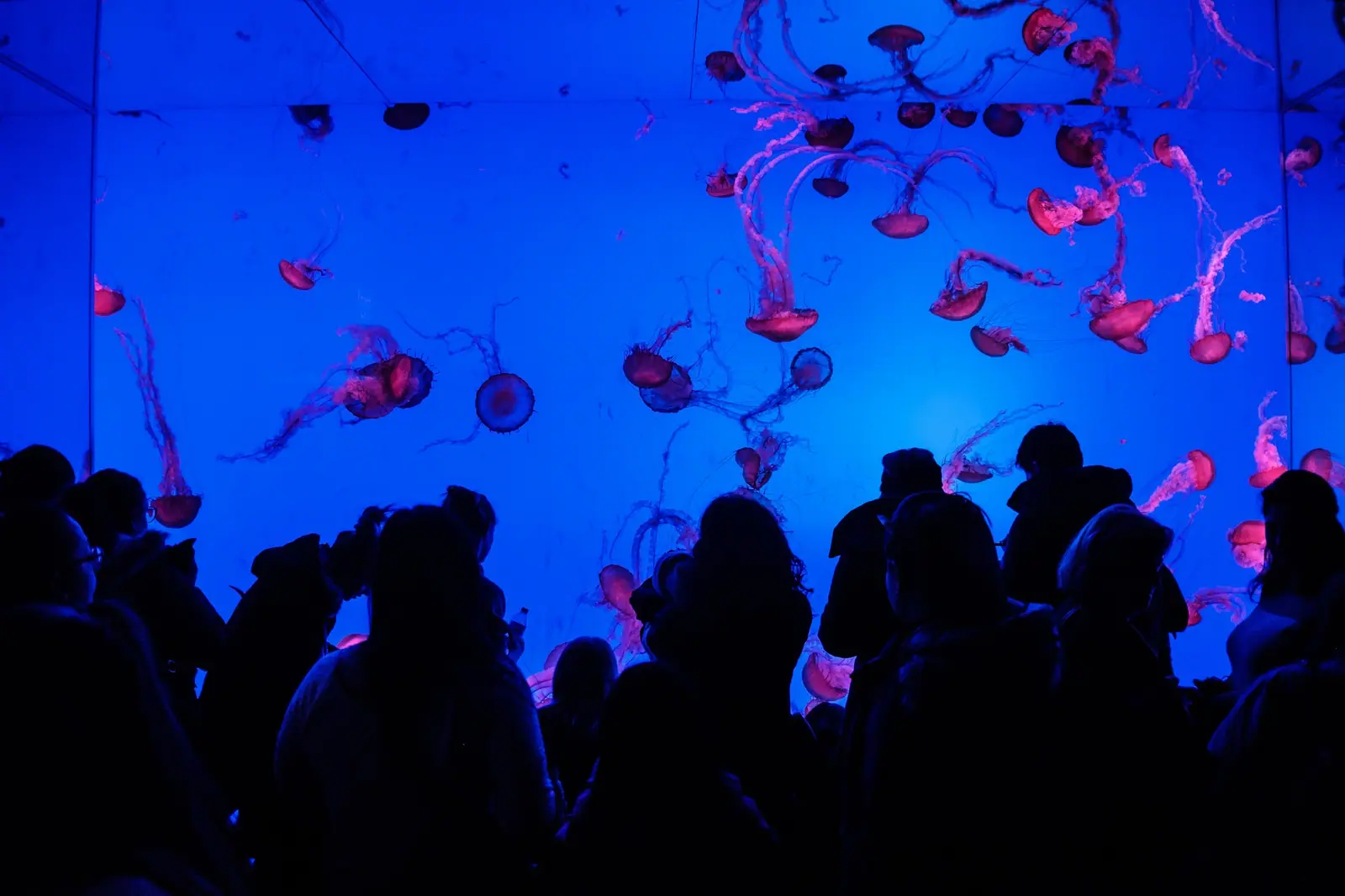Toronto Aquarium