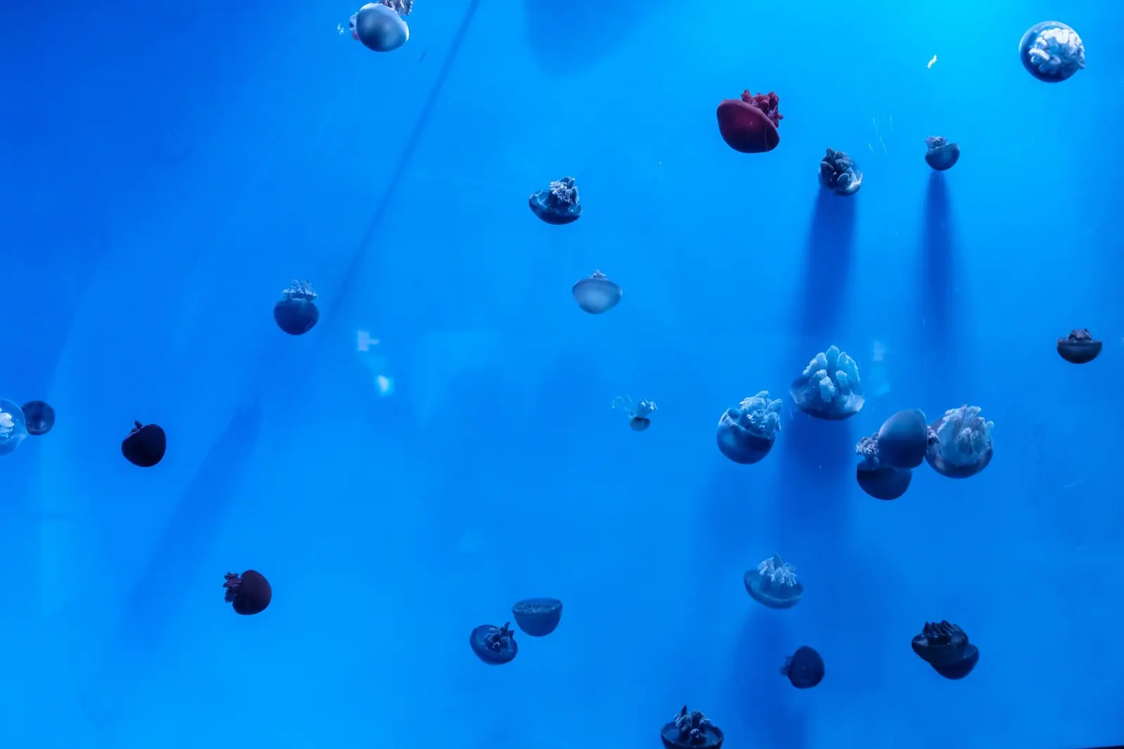 Toronto Aquarium
