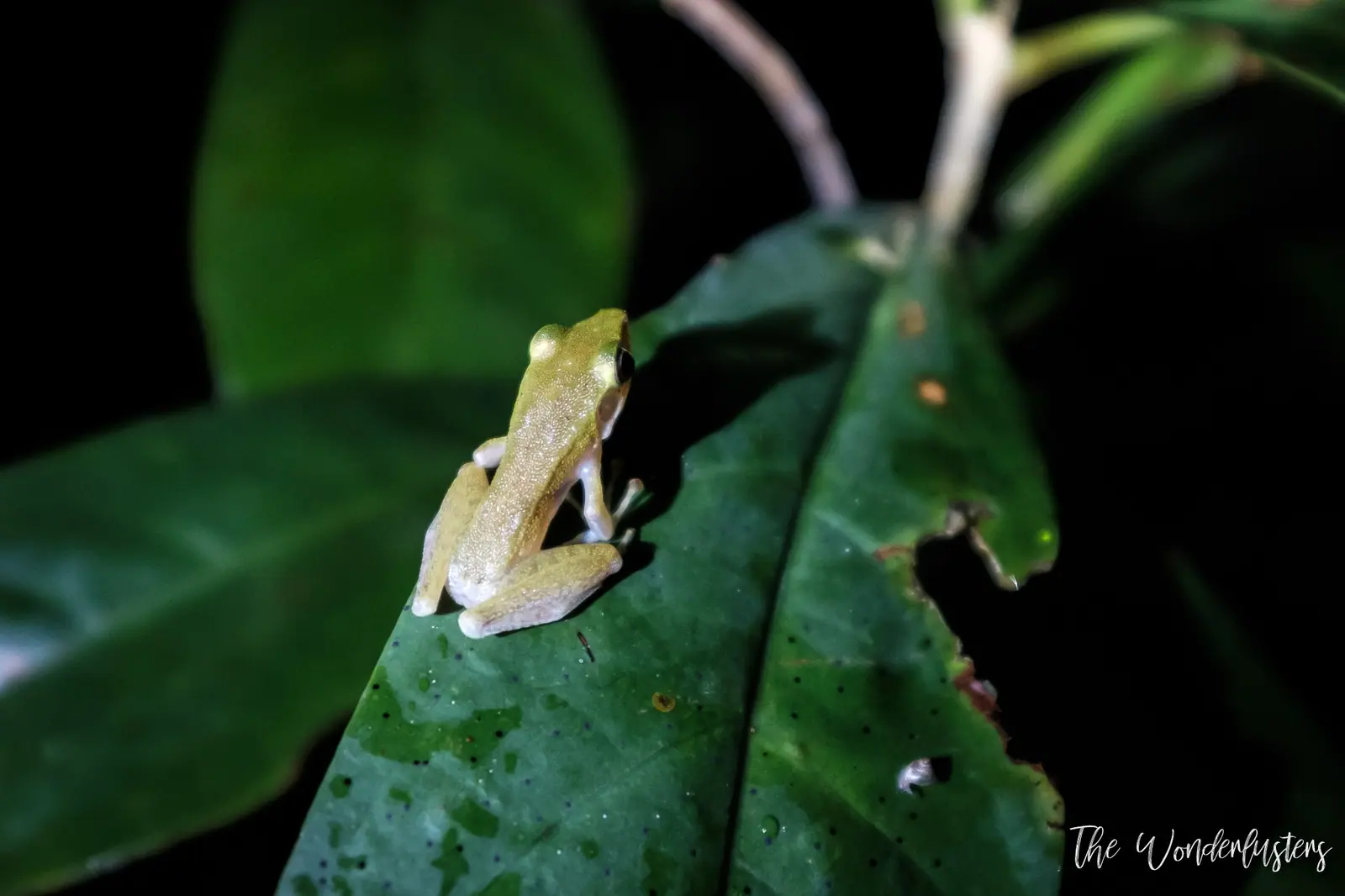 A tiny frog on a leaf during the night walk at Bako