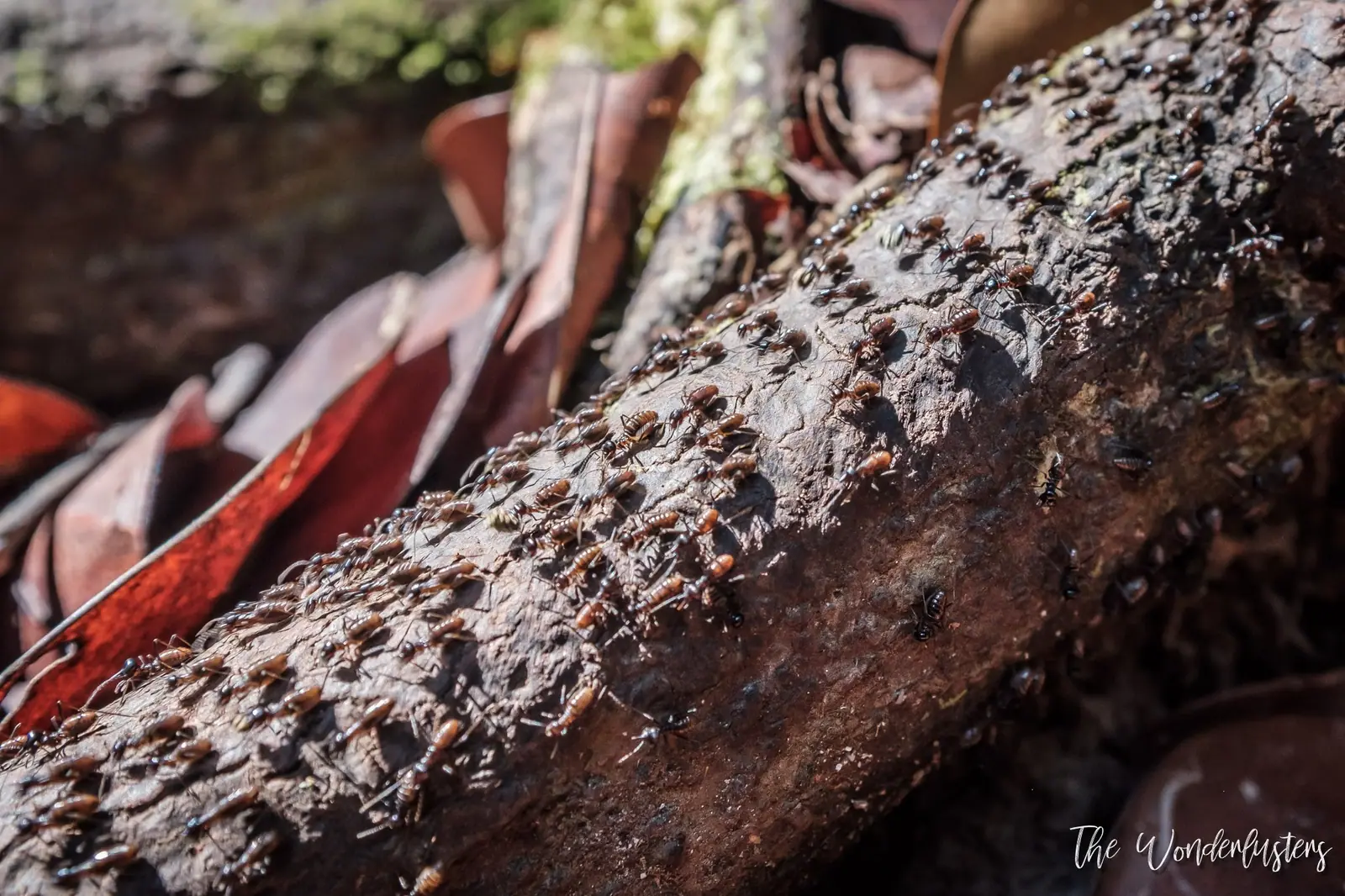 Giant ants in Bako National Park