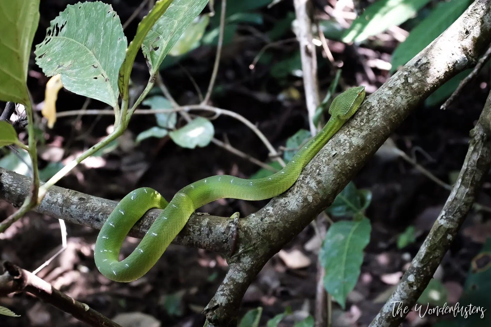 An Asian pit viper coiled on a branch at night