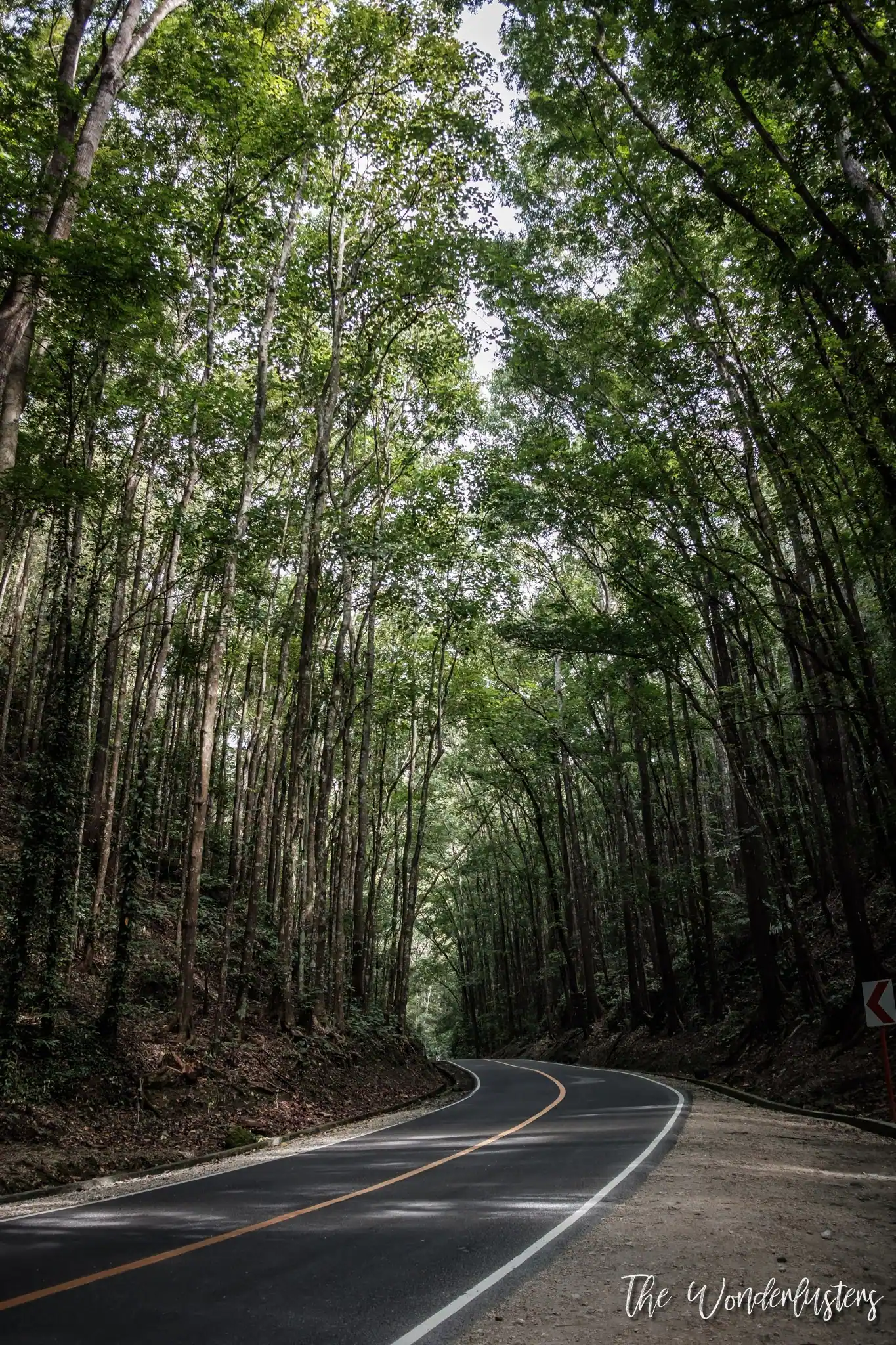 Bilar Man-Made Forest