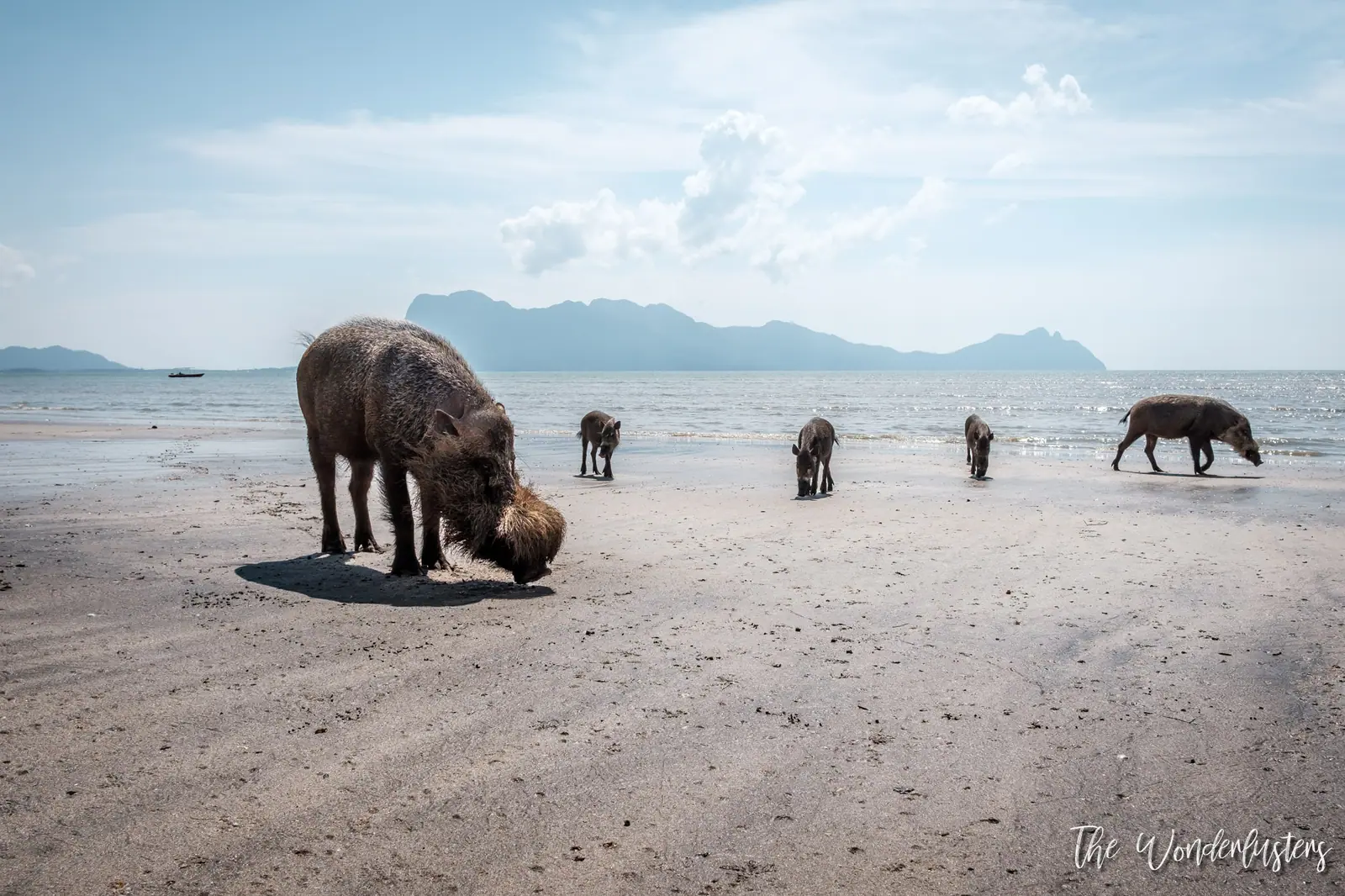 Bornean bearded pigs on the beach in Bako National Park