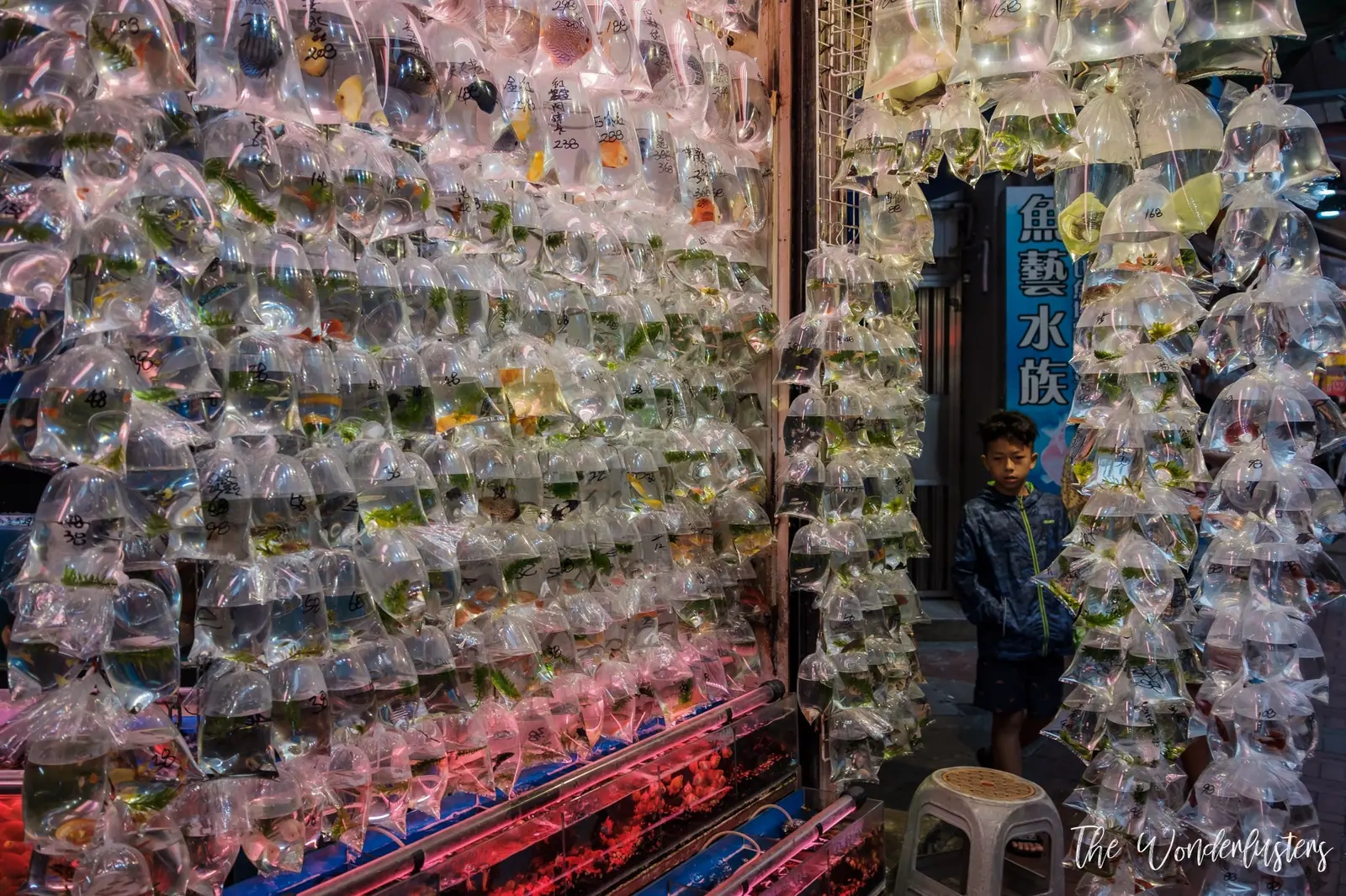 Bags of goldfish for sale at the Goldfish Market, Mong Kok