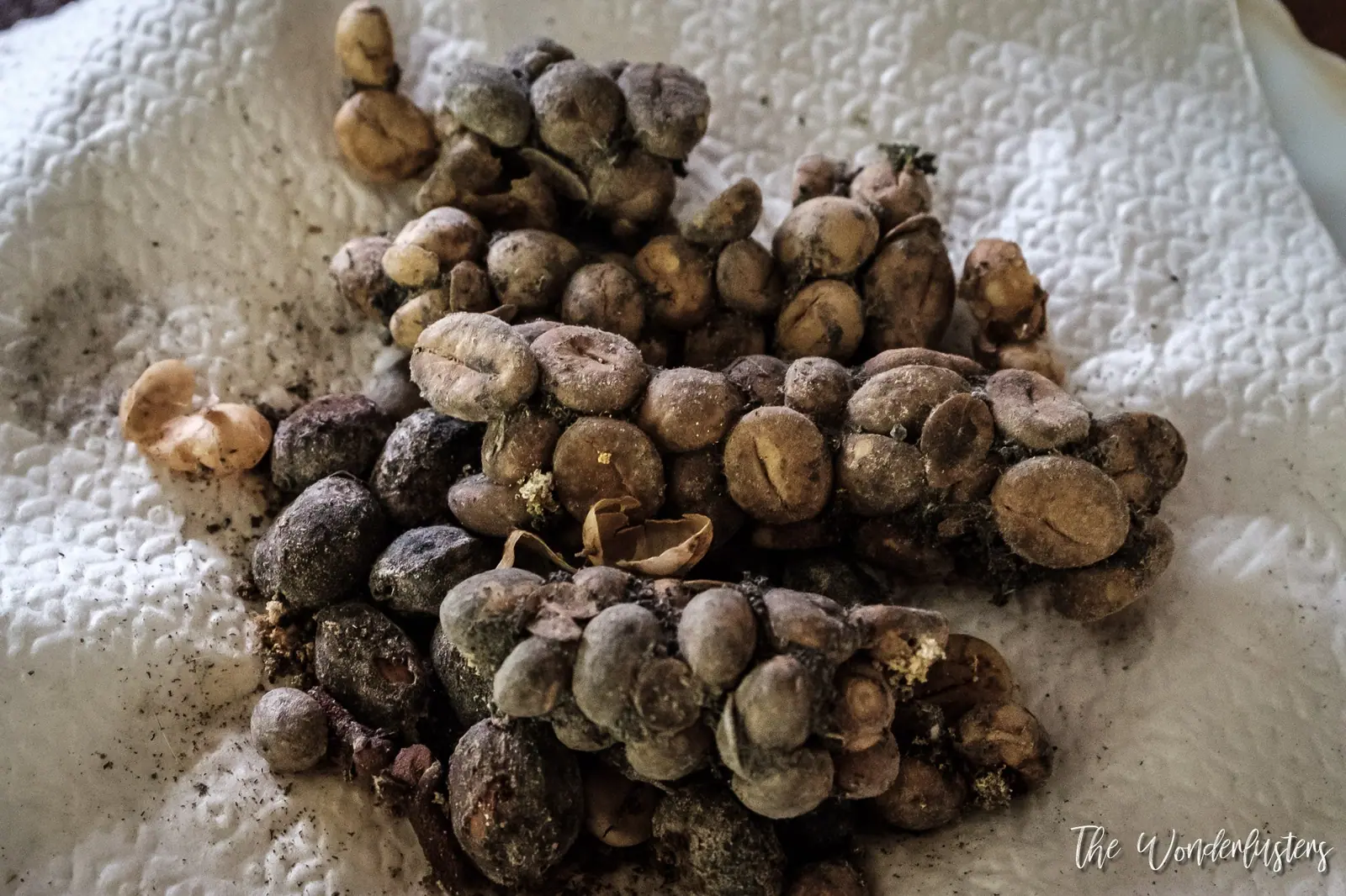 Kopi Luwak coffee beans