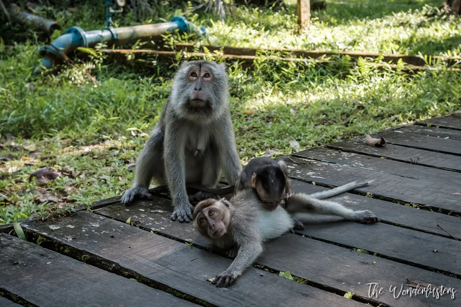Macaques in Bako National Park