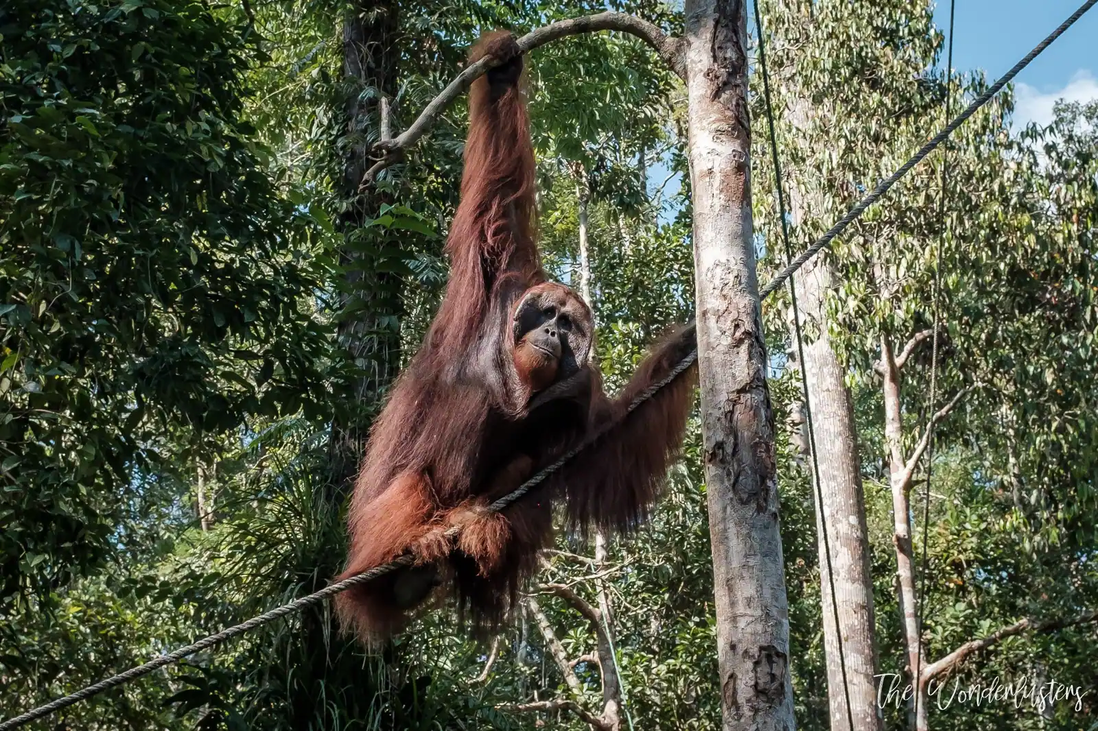 Orangutan at Semenggoh Nature Reserve