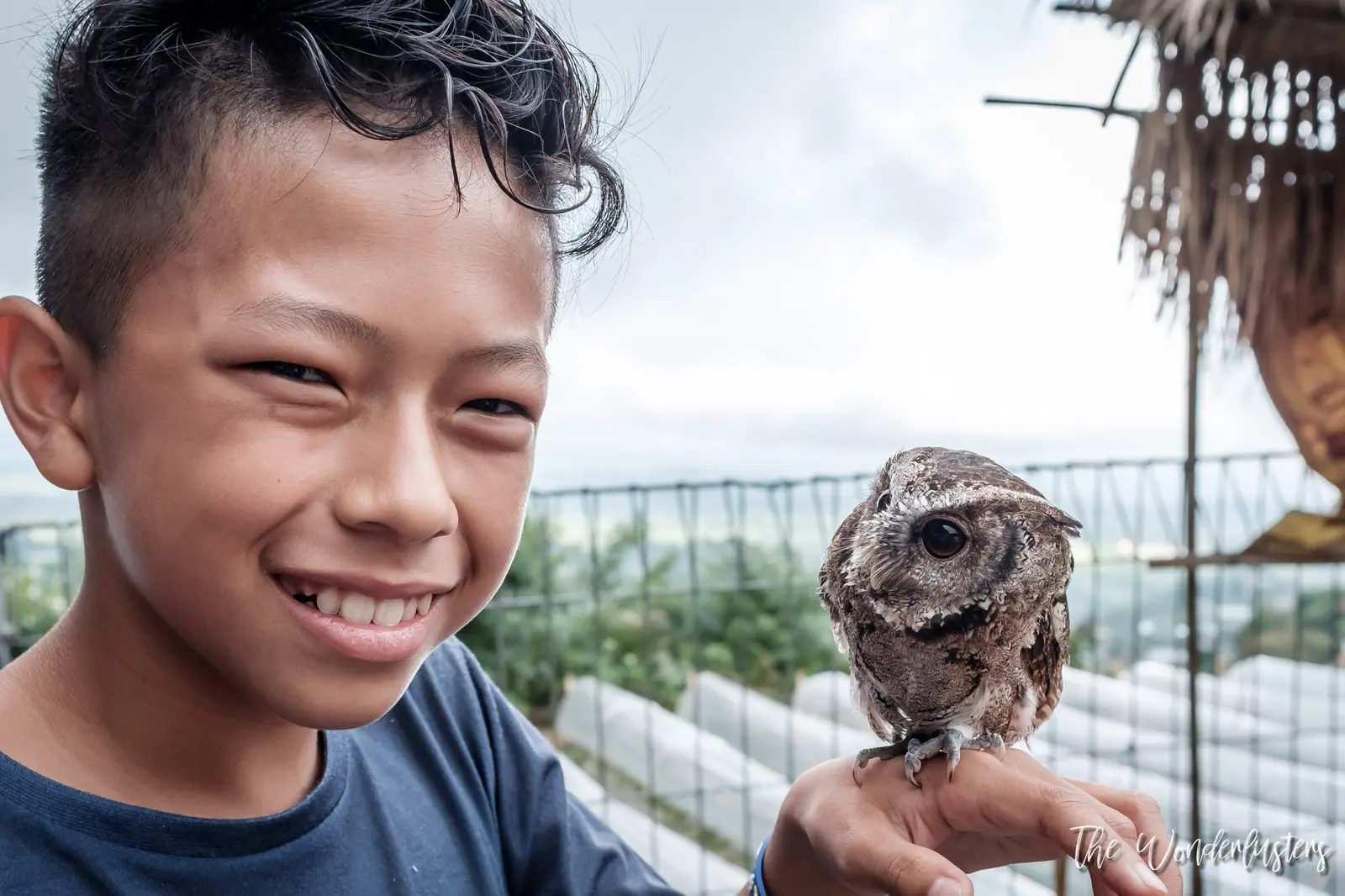 Owl at a wild animal refuge near Baturiti