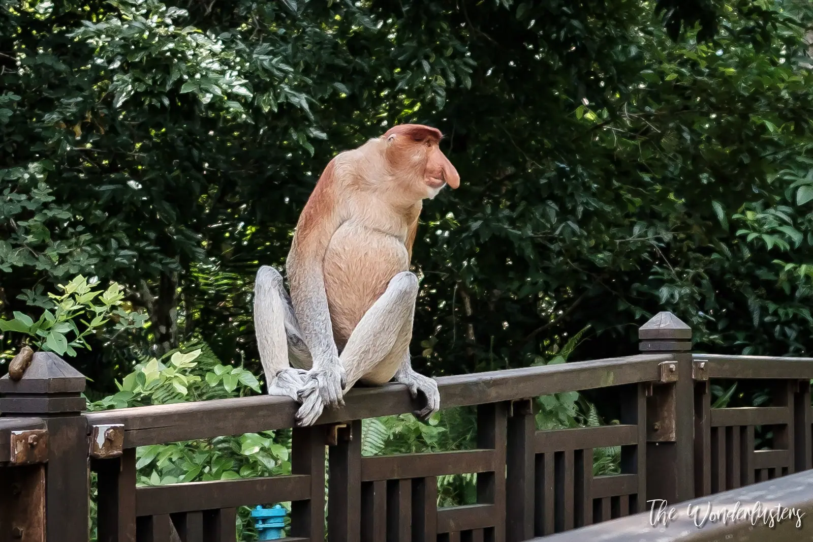 Proboscis monkey in Bako National Park