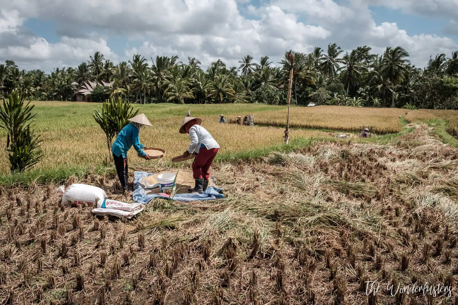 Rice fields in Ubud