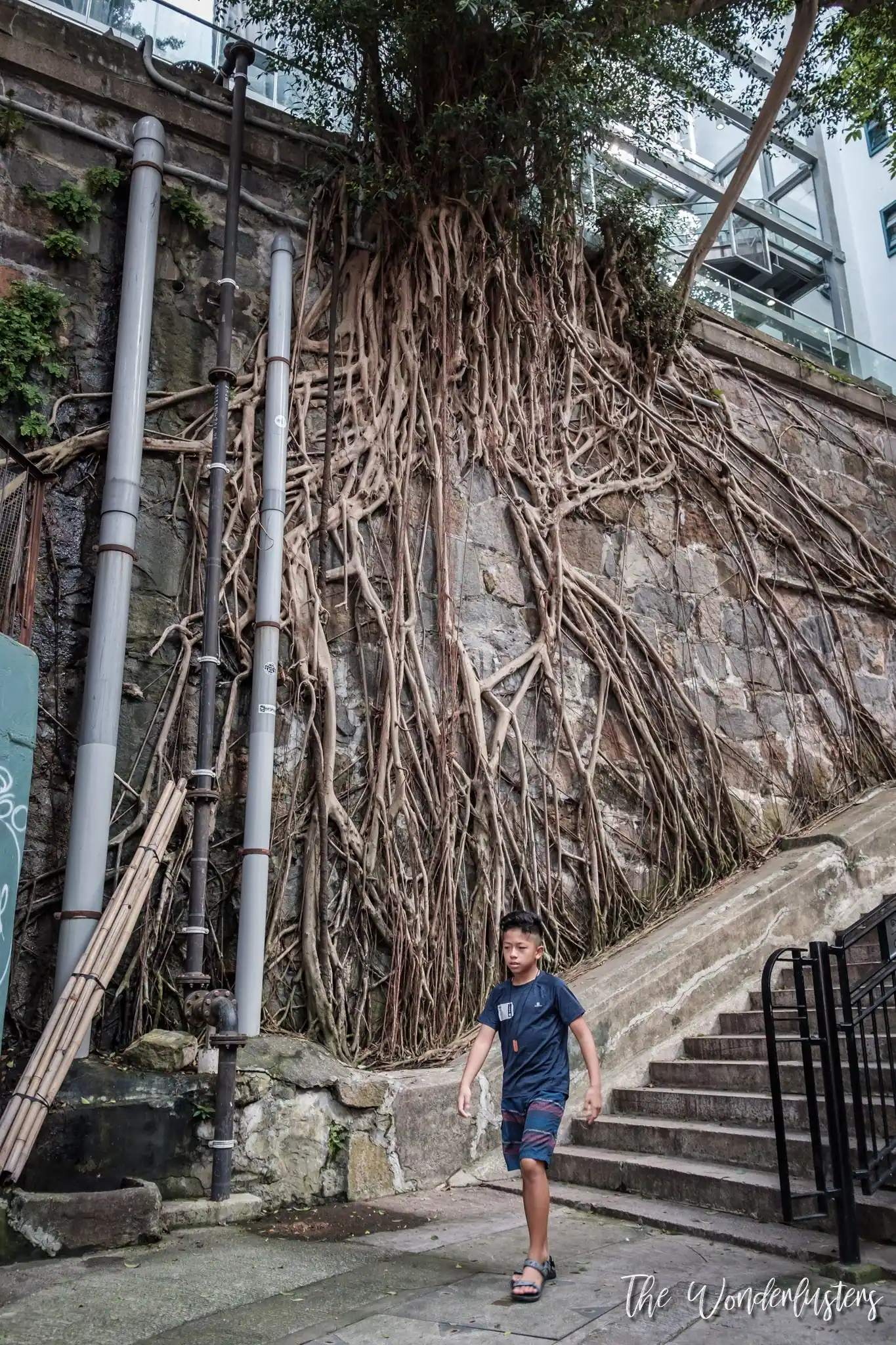 Trees growing out of a stone wall on Hong Kong Island