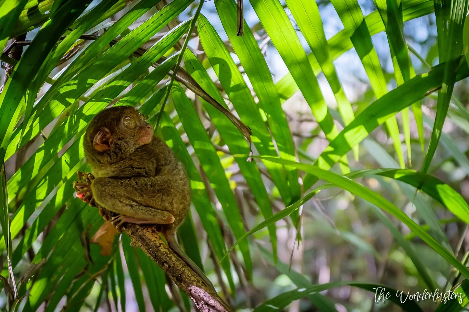 Tarsier Sanctuary