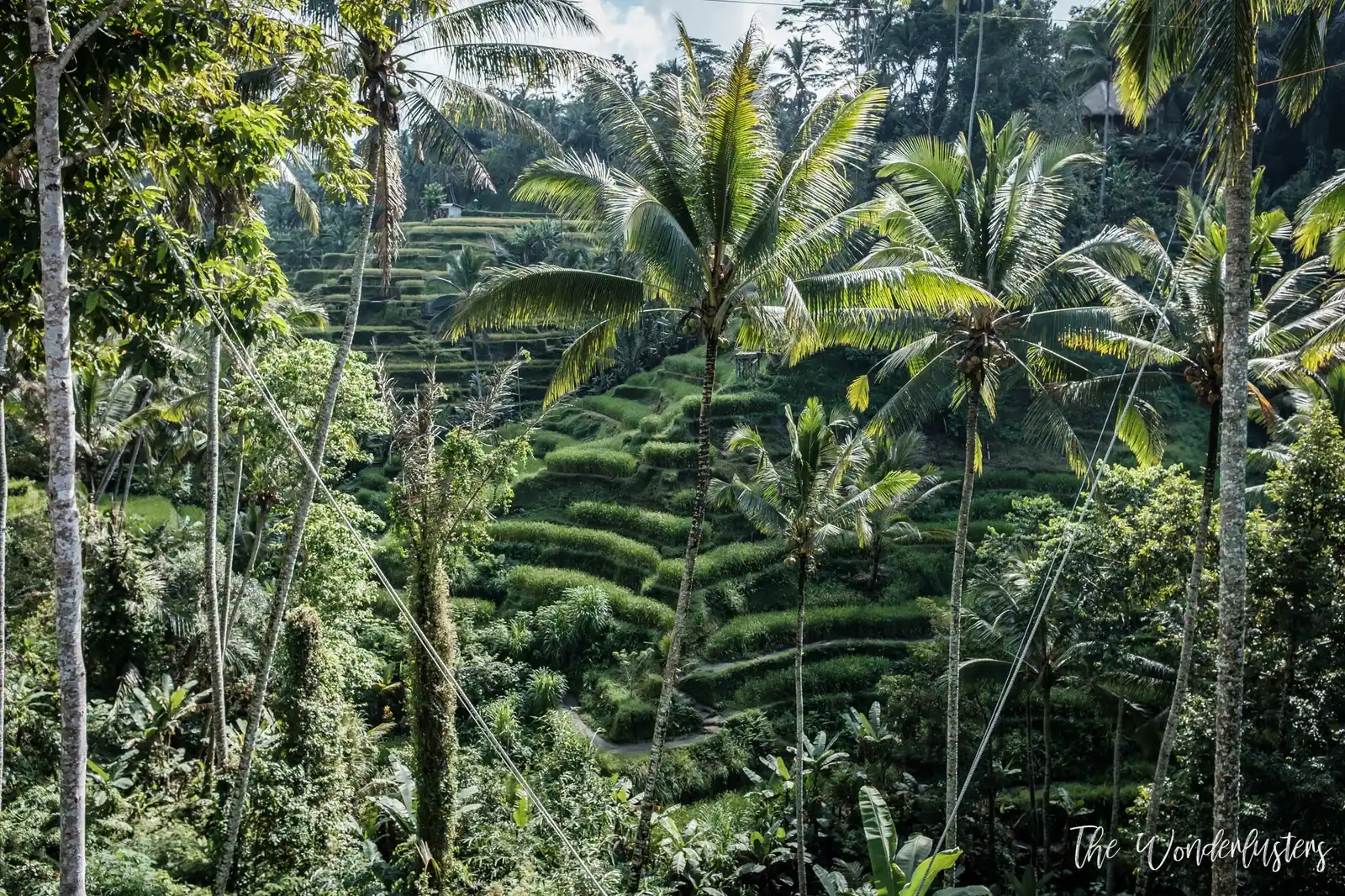 Tegalalang Rice Terrace