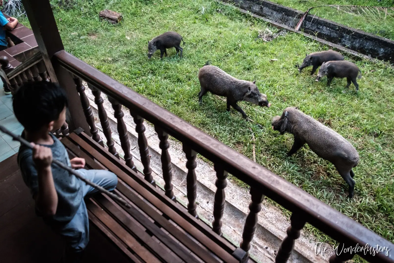 Wild boar seen from our balcony at Bako