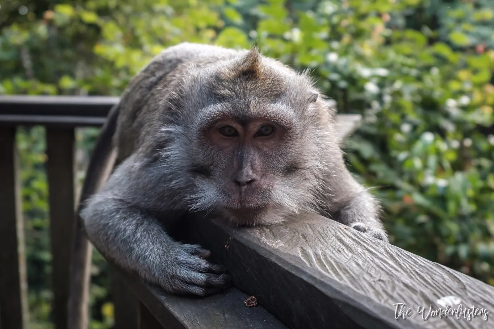 Macaques in the Ubud Monkey Forest