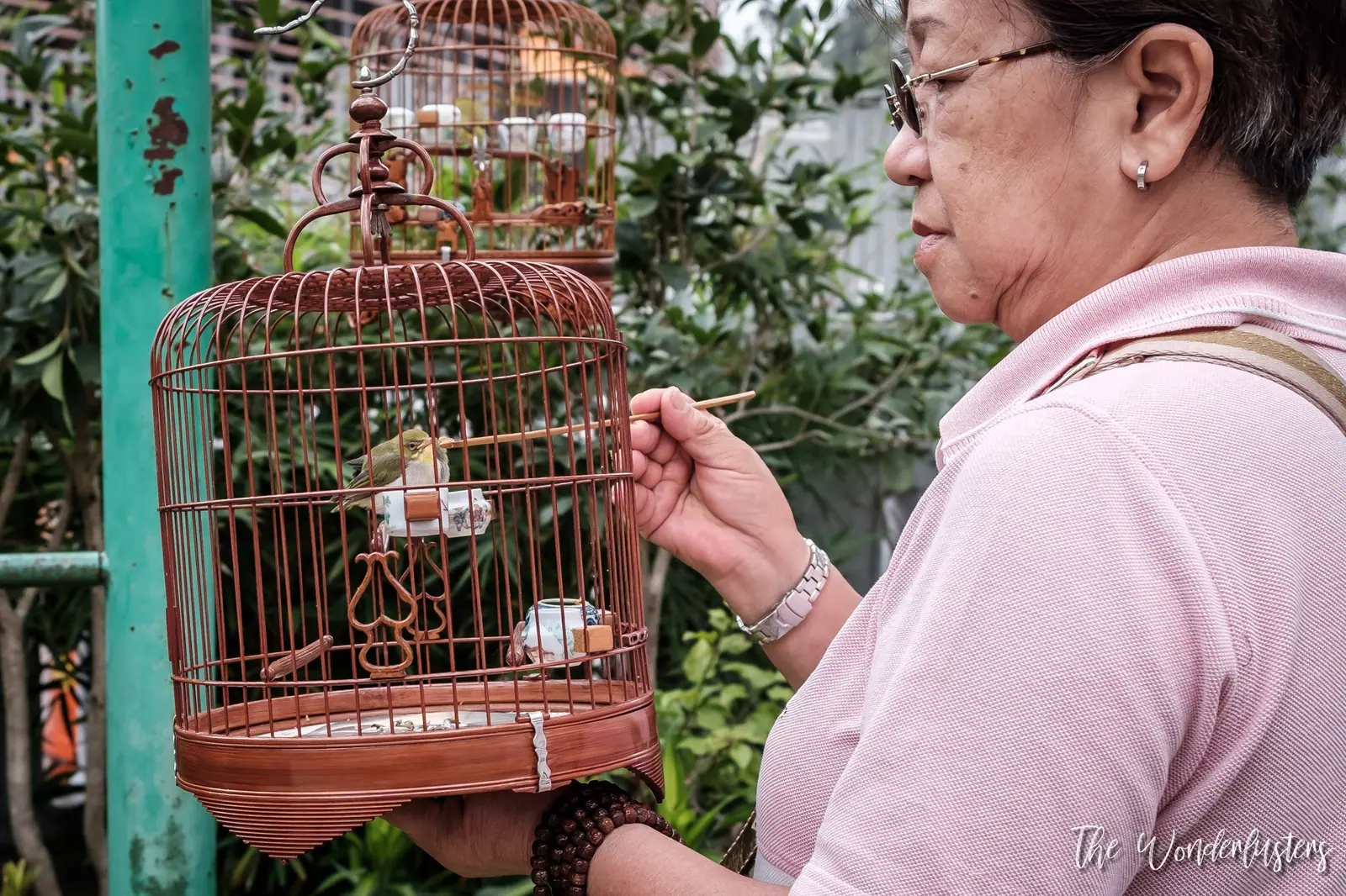 Songbirds in cages at Yuen Po Street Bird Garden, Mong Kok