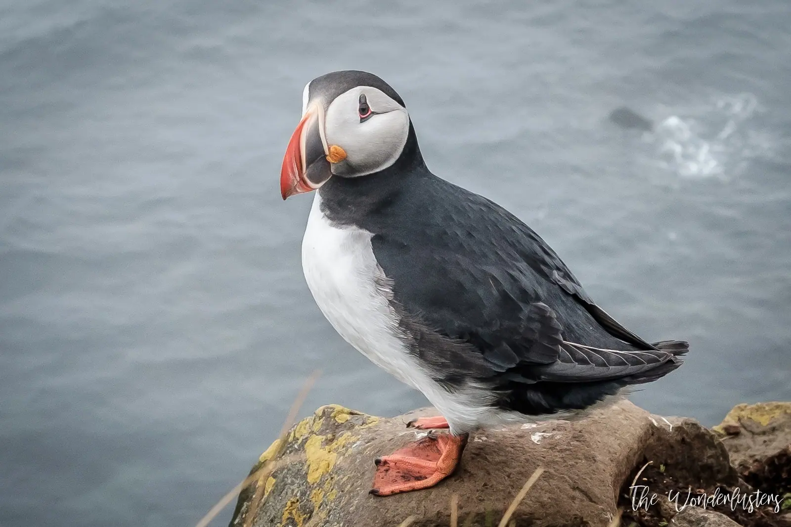 Puffins at the Látrabjarg cliffs