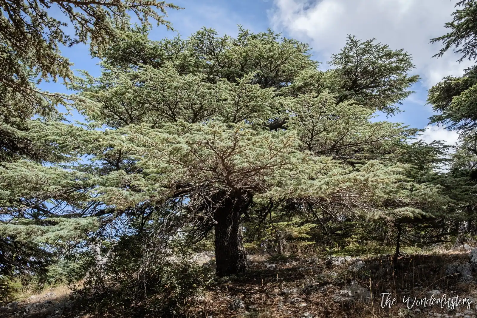 Cedar at the Chouf
