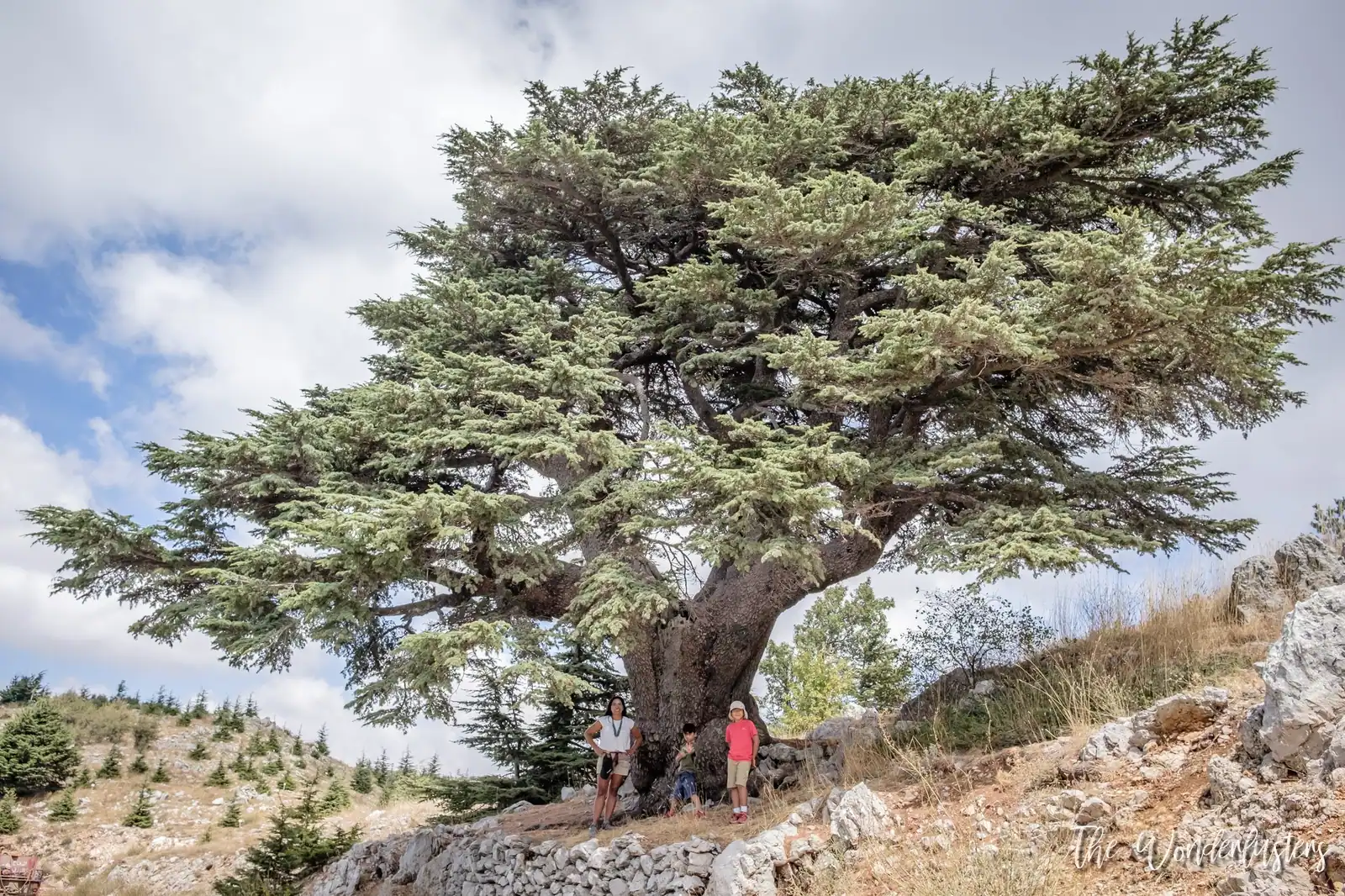 Cedar at the Chouf