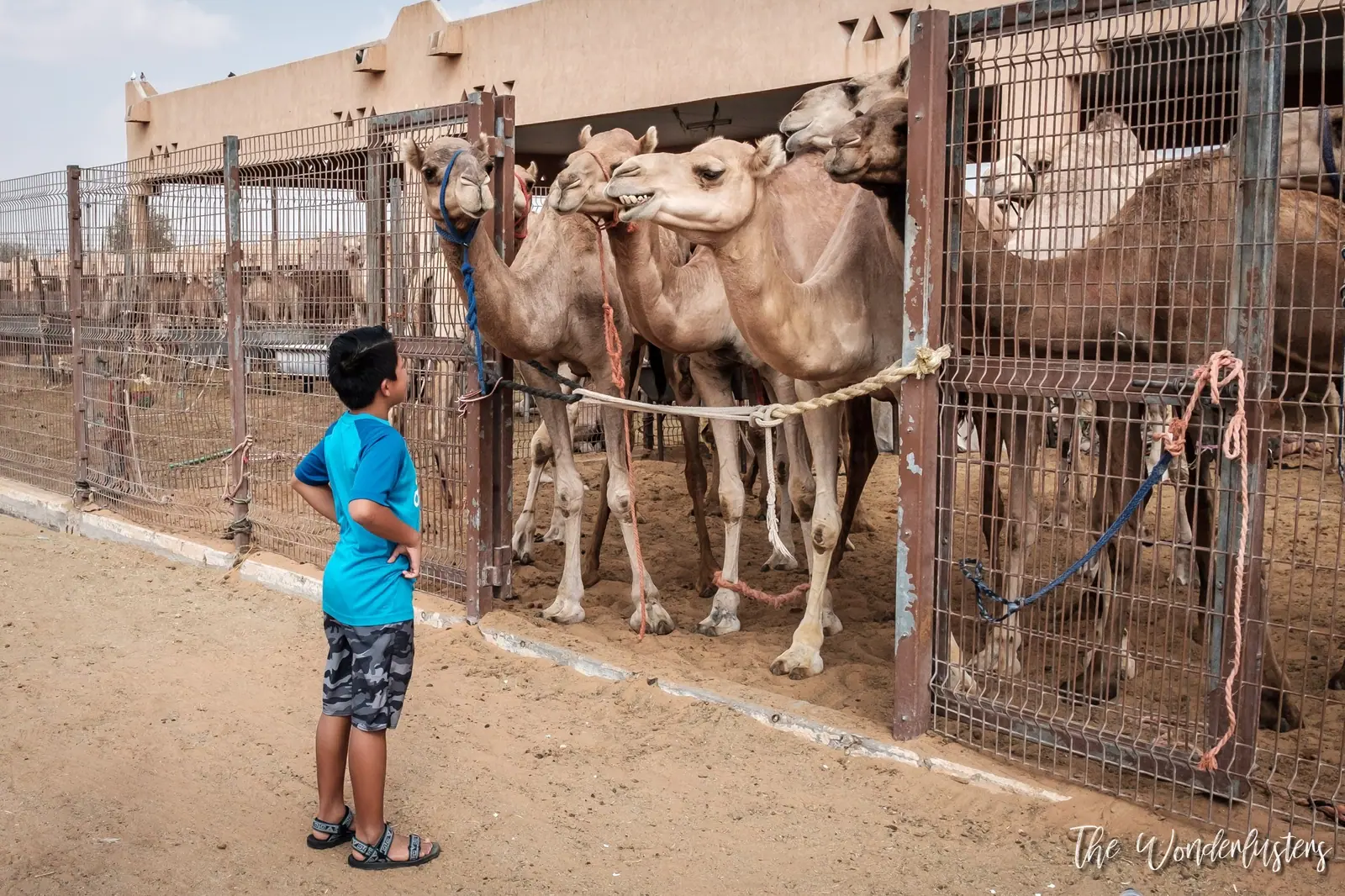 Al Ain Camel Souk