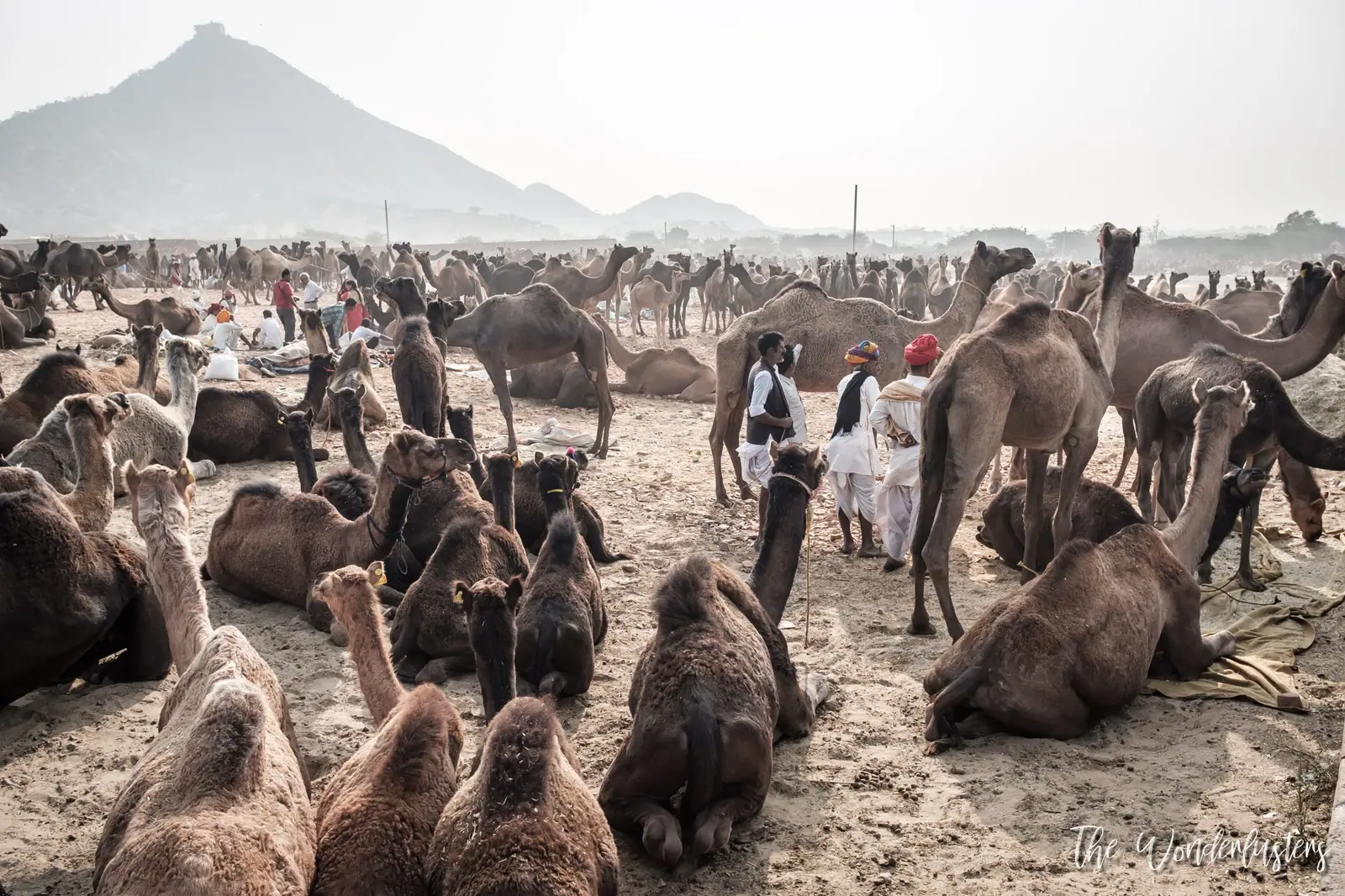 Pushkar Camel Fair