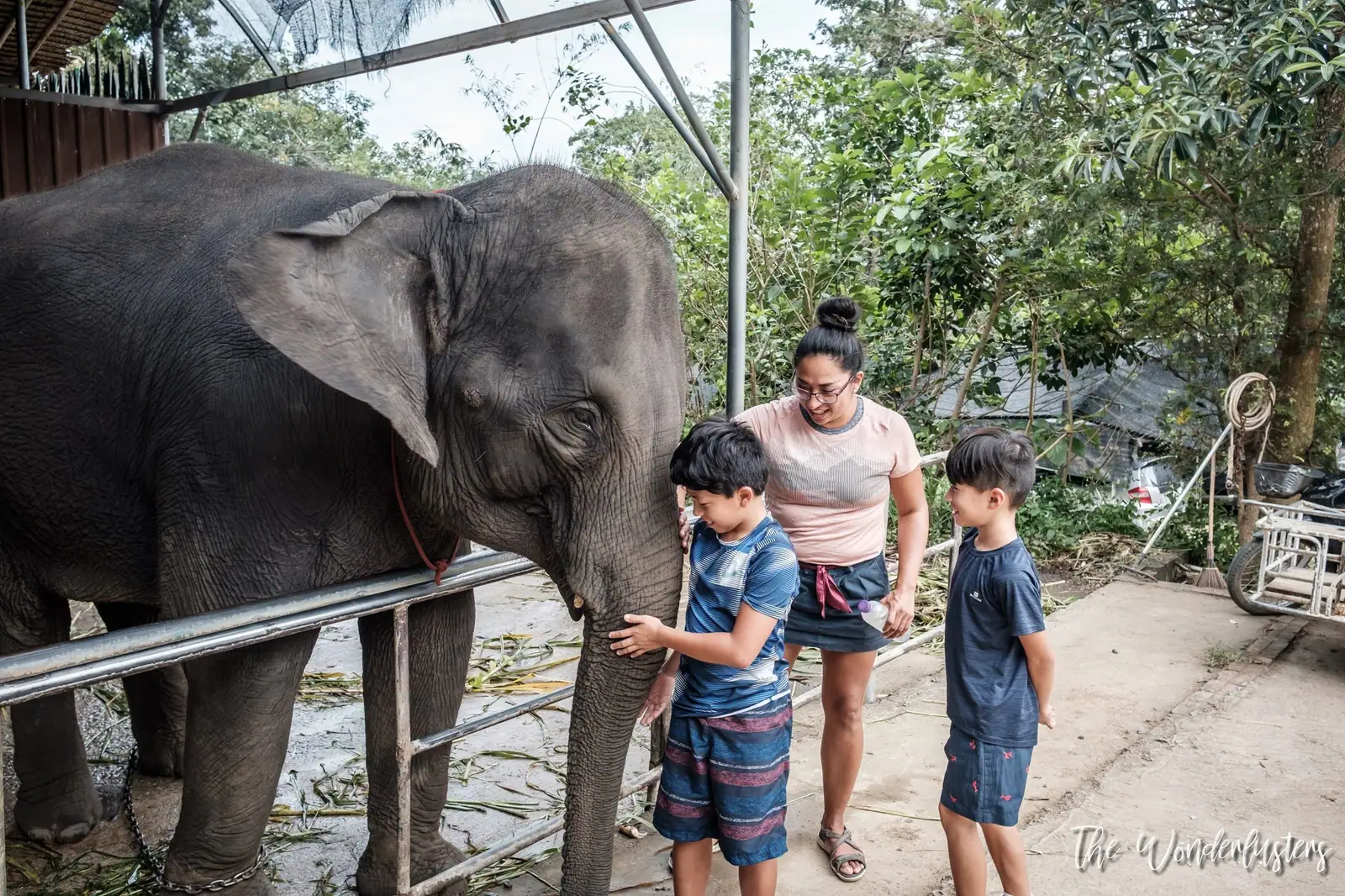 Elephant in Phuket
