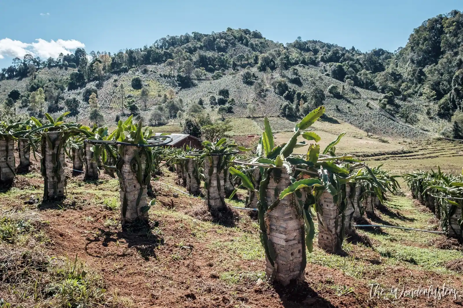 Dragon Fruit Plantation