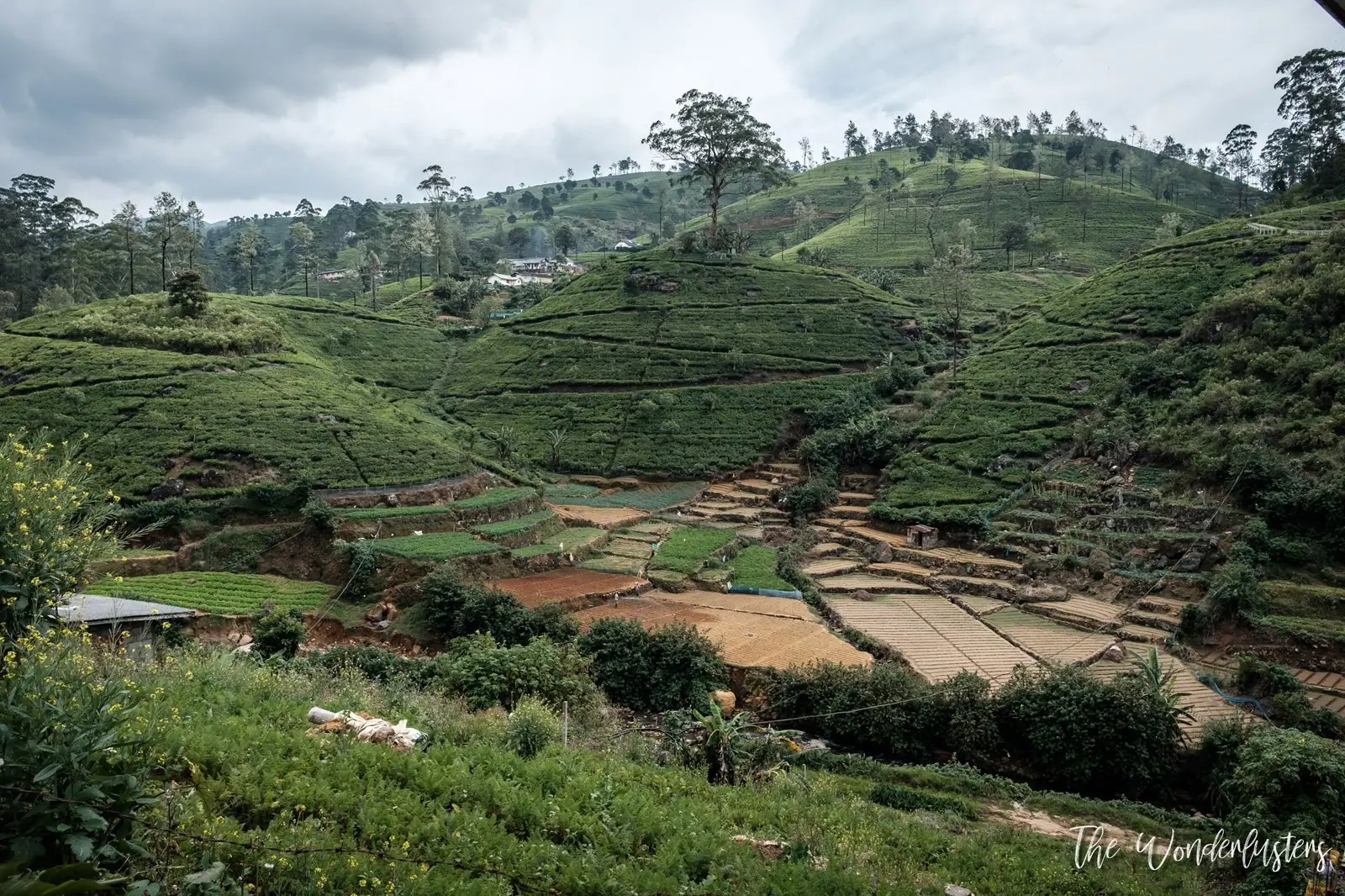 Damro Tea Center