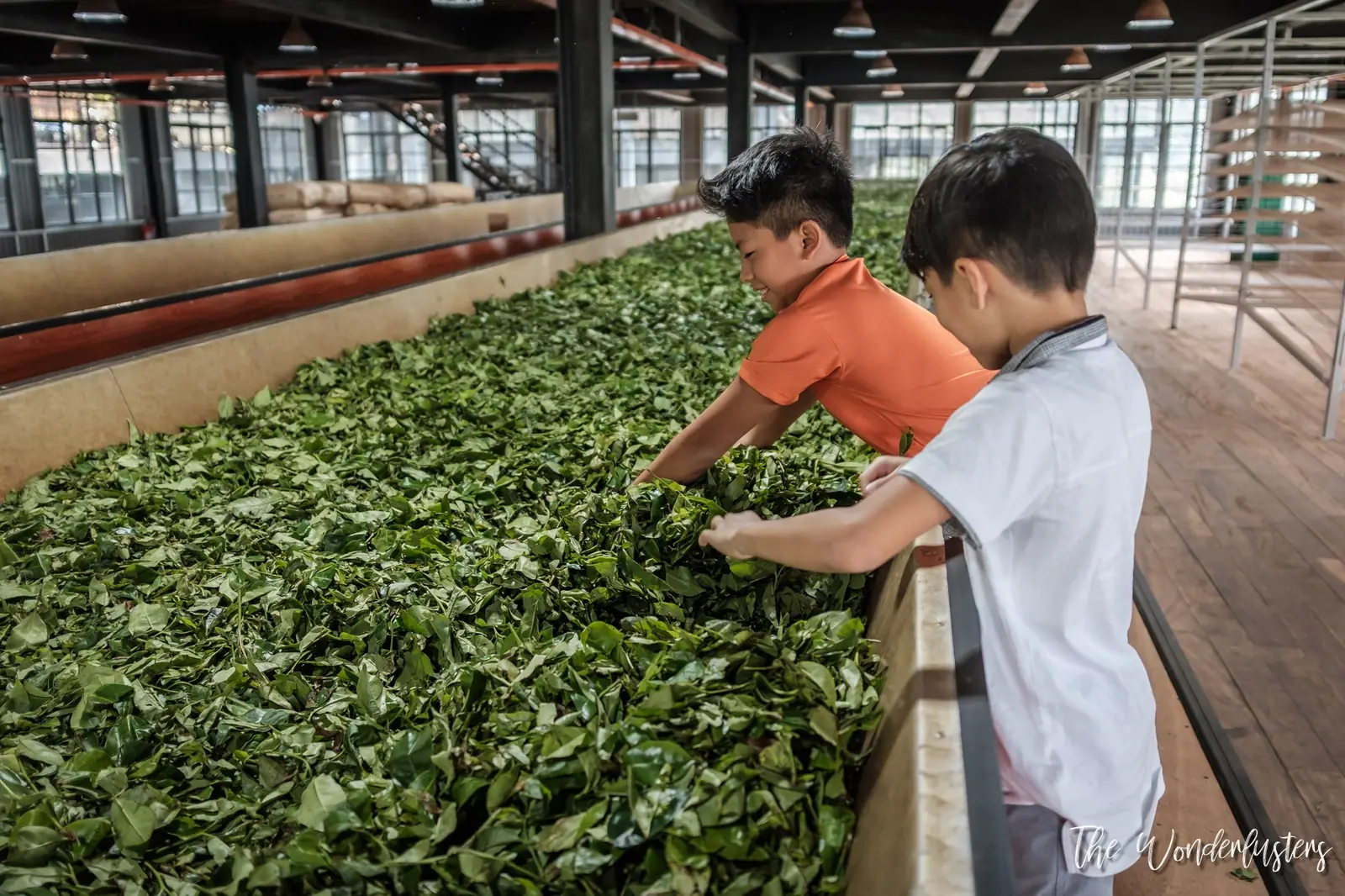 Oak Ray Tea Factory