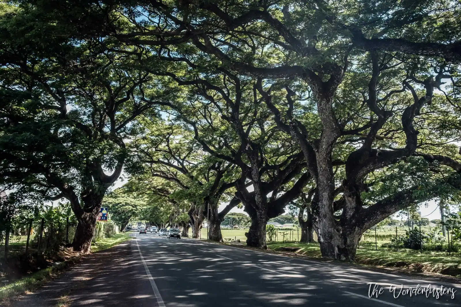 Road under a canopy of large trees in Fiji