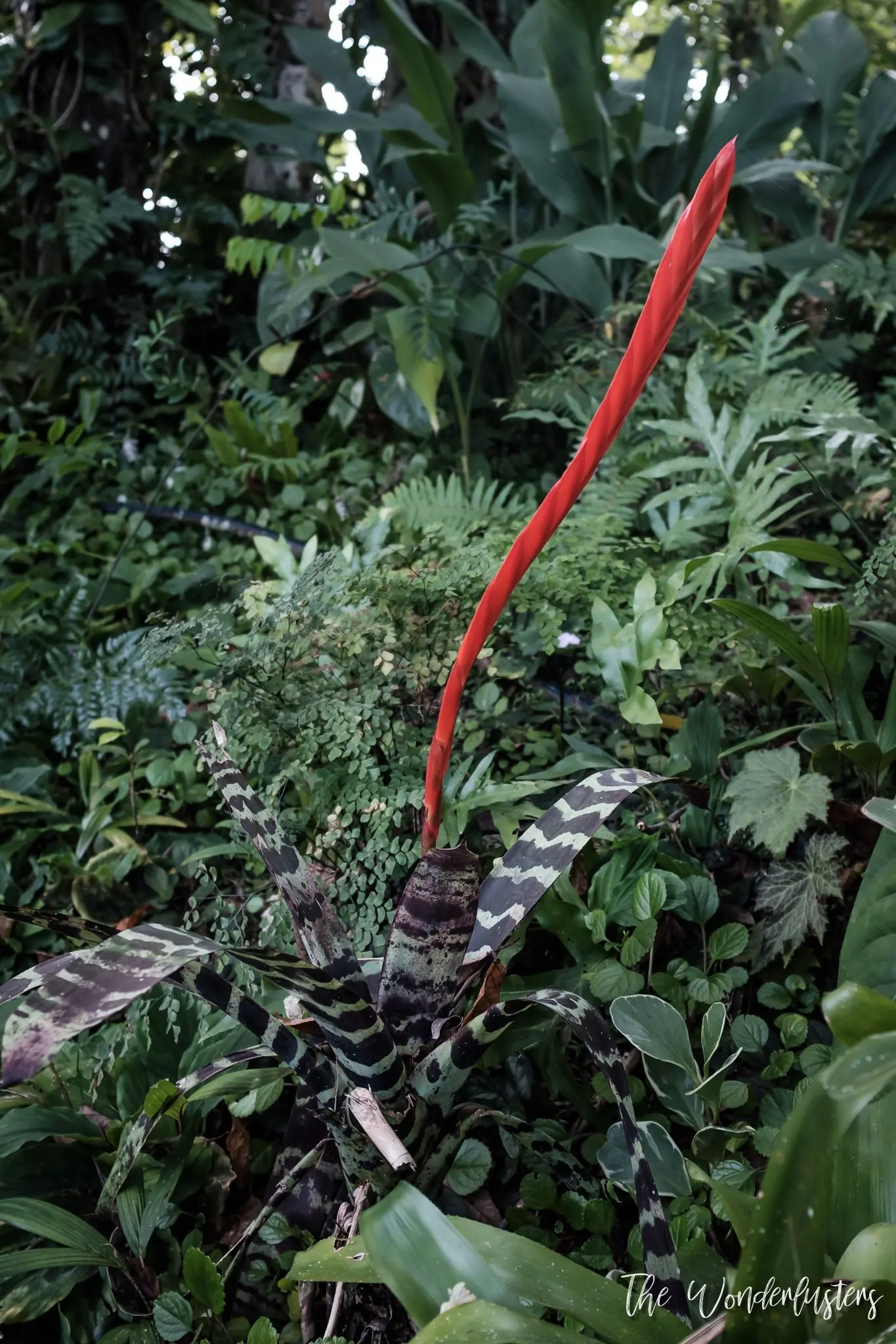 Flaming sword plant at The Summit Gardens, Efate