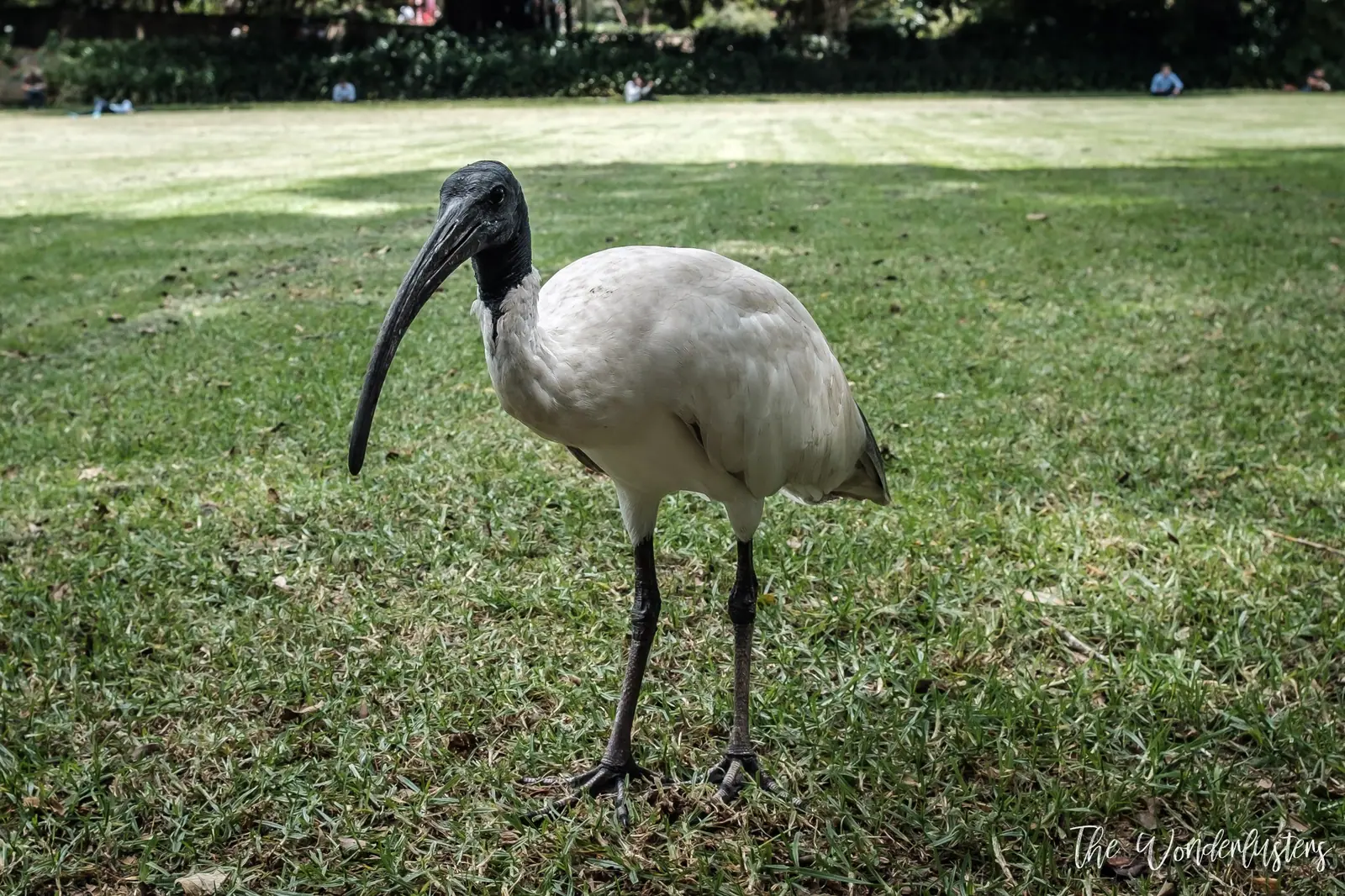 Ibis at the Royal Botanical Garden
