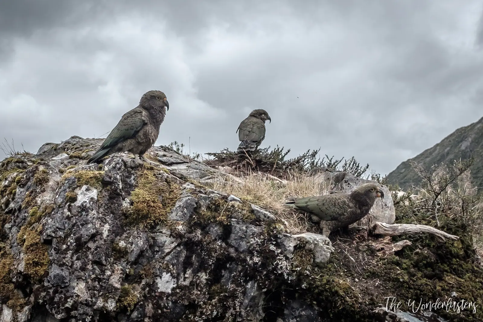 Kea Birds