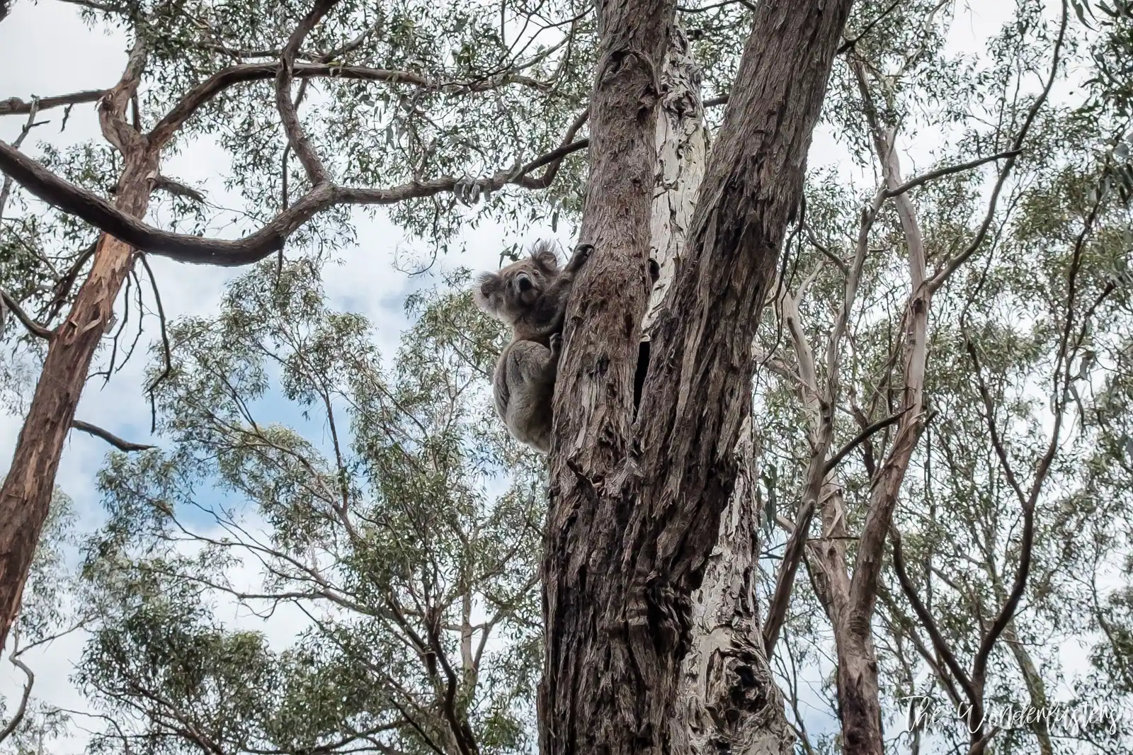 Koala at Cap Otway