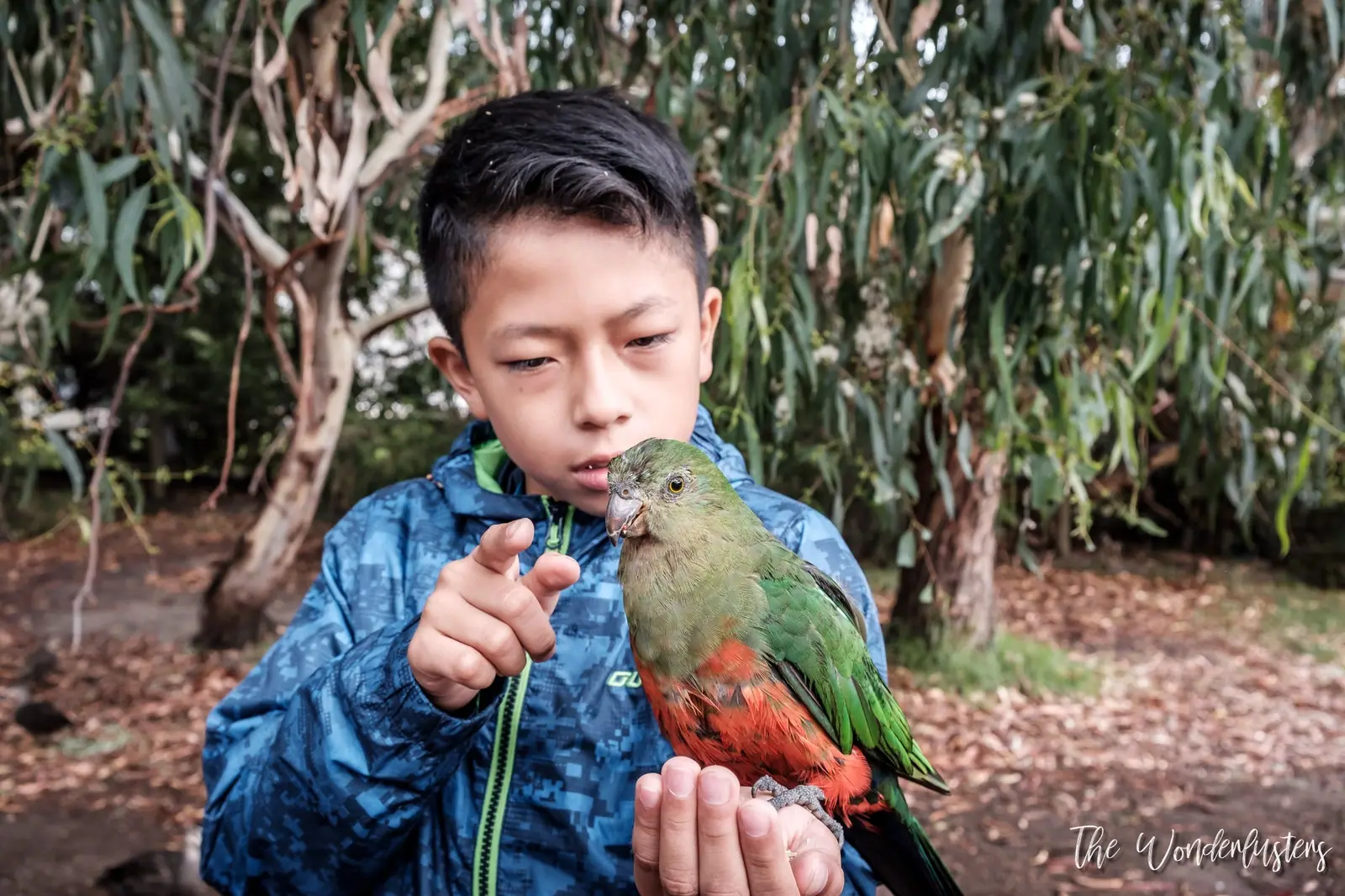 Parrots at Kennett River