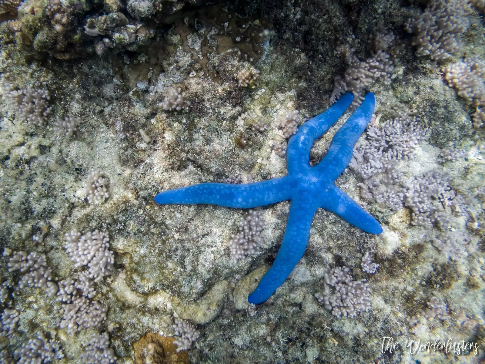 Snorkeling at Back to Eden, Mangaliliu