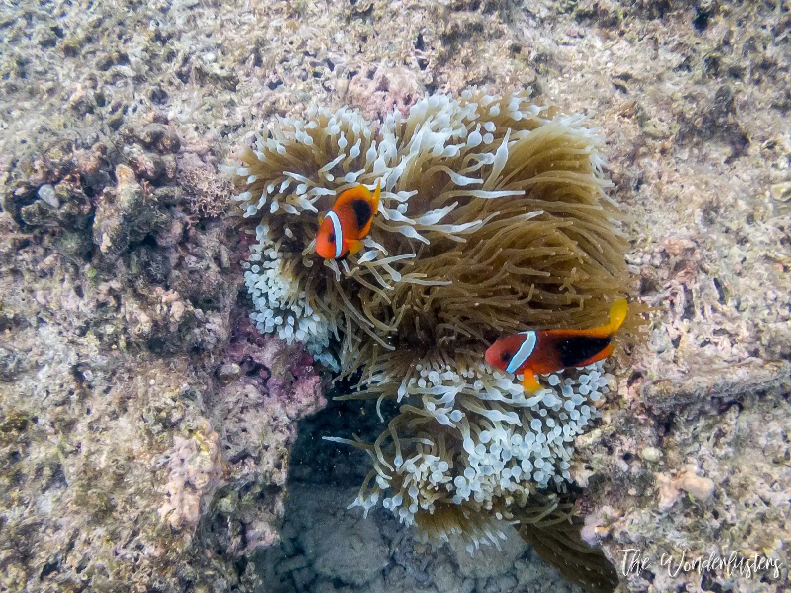 Underwater view while snorkeling at Hideaway Island