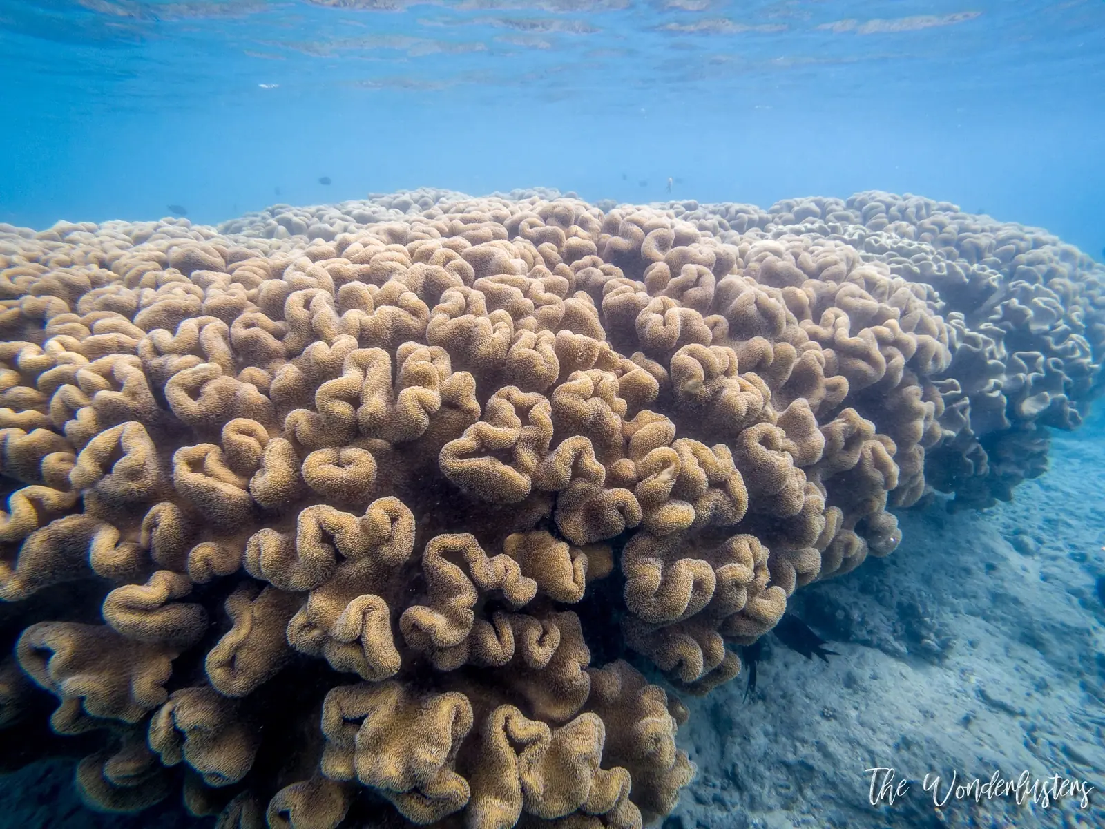 Snorkeling at Hideaway Island, Efate
