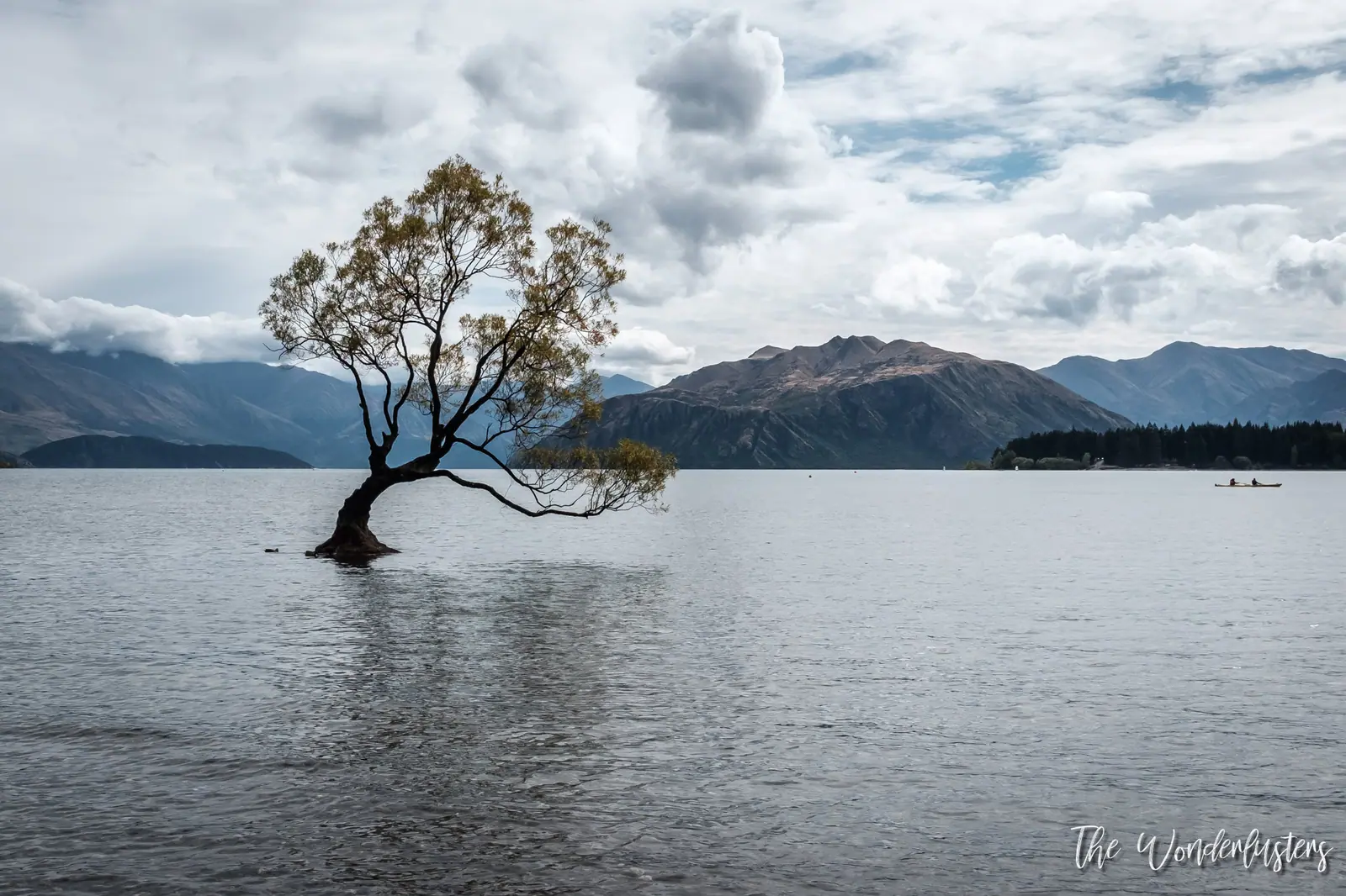 That Wanaka Tree