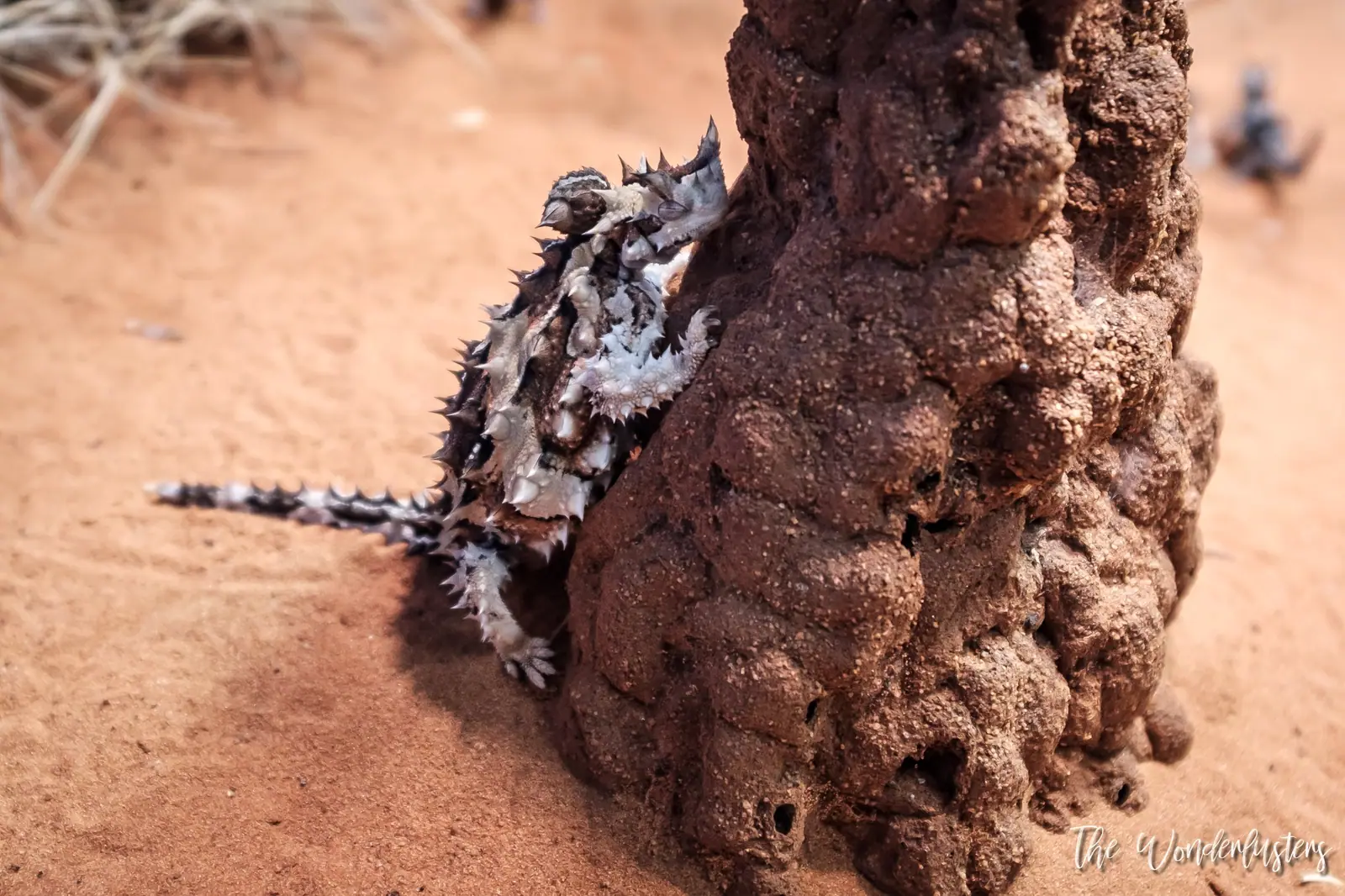 Thorny Devil at Alice Springs Desert Park