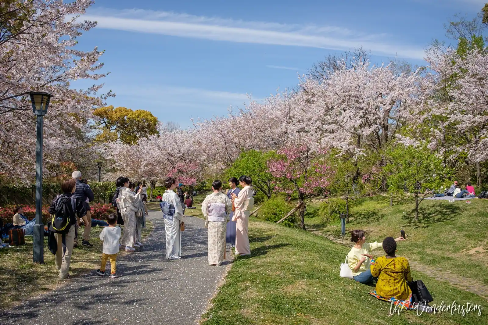 Cherry Blossom in Osaka