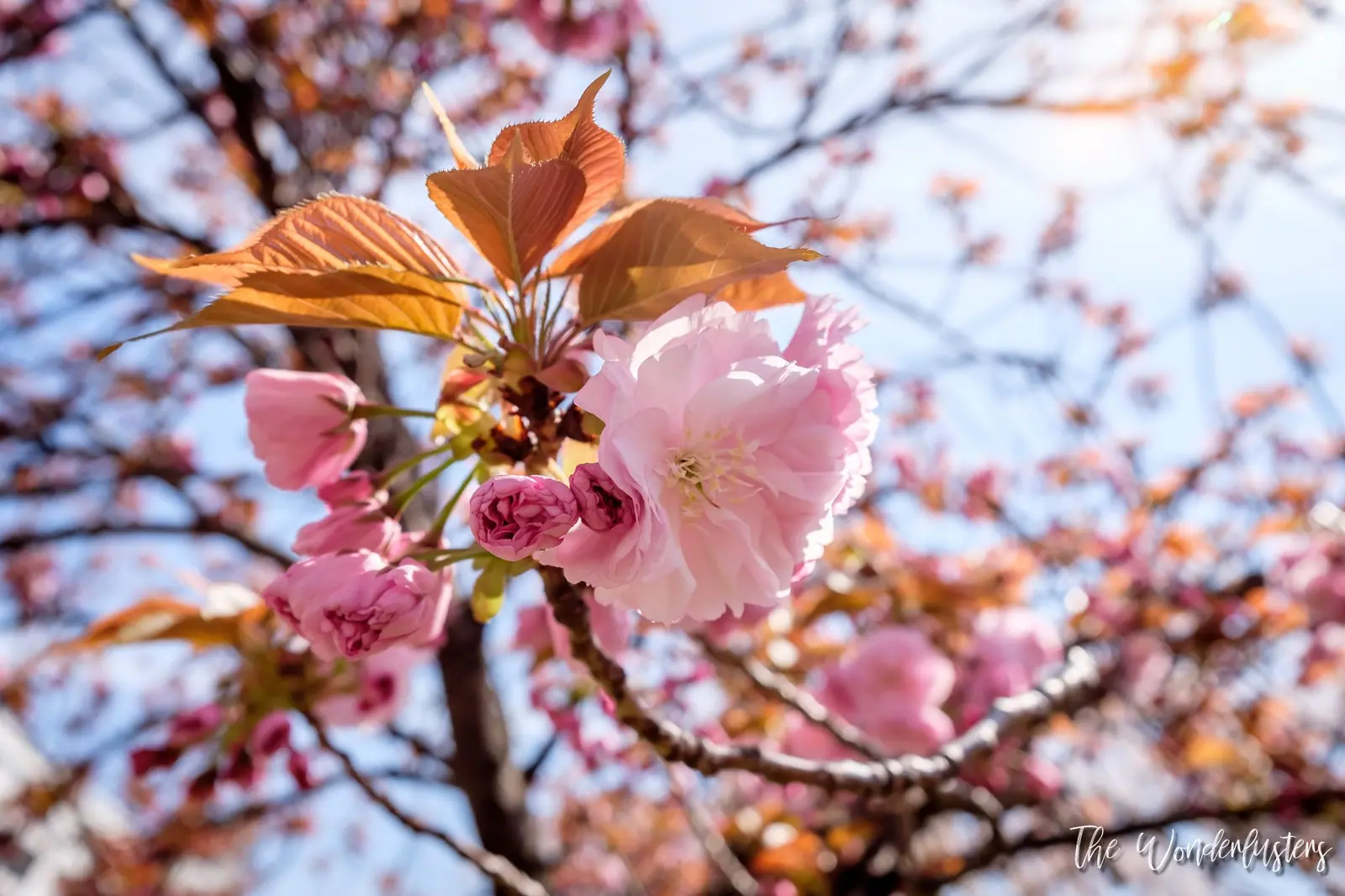 Cherry blossoms in Japan